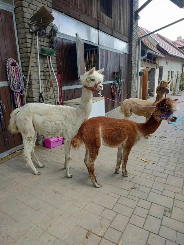 Zvířata na dosah ruky: VIP vstup na Statek u Merlina vč. vstupenky do zooparku pro všechny