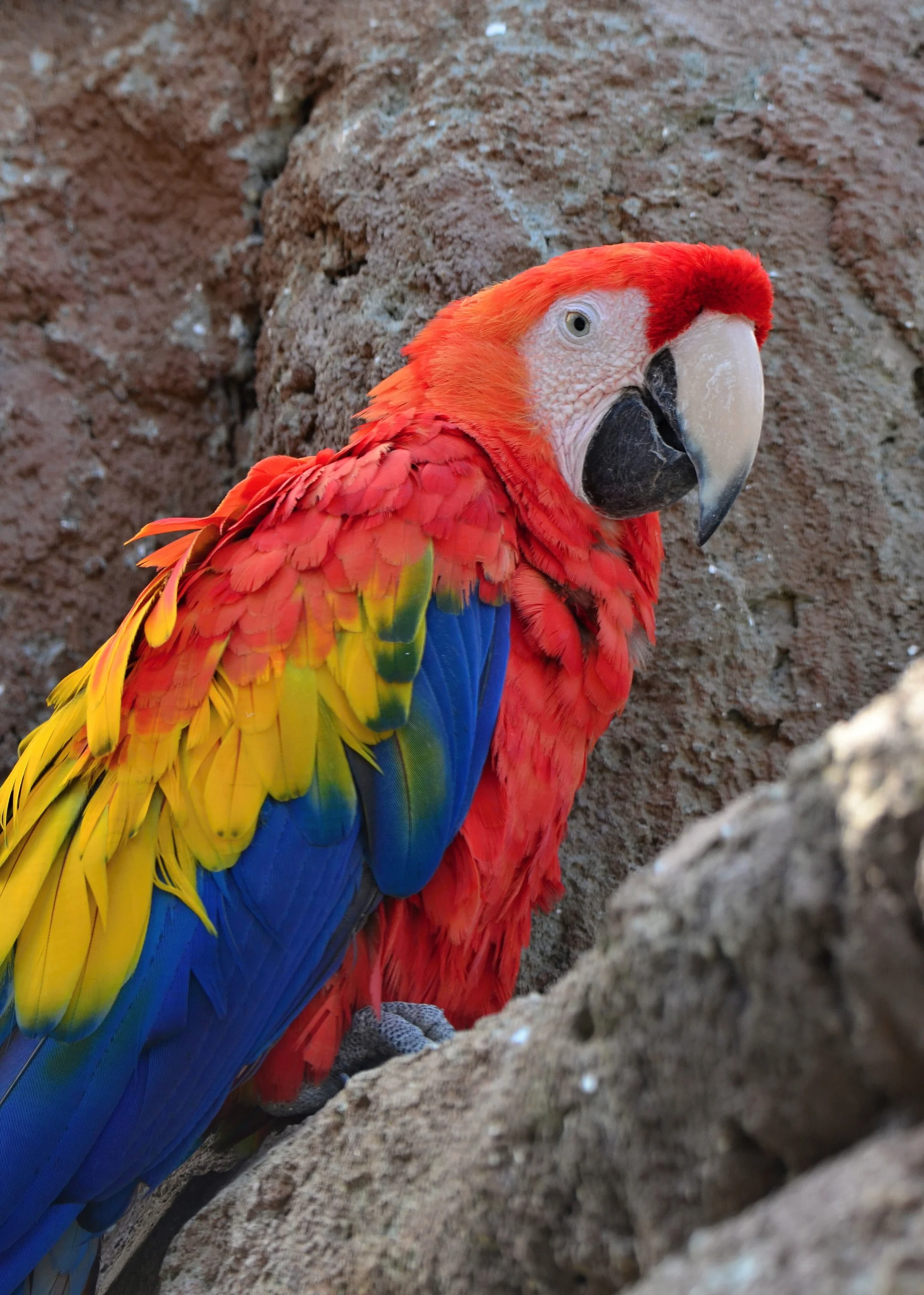 Zoo Plasy: krmení mývalů, surikat i šelem či možnost stát se na pár hodin ošetřovatelem