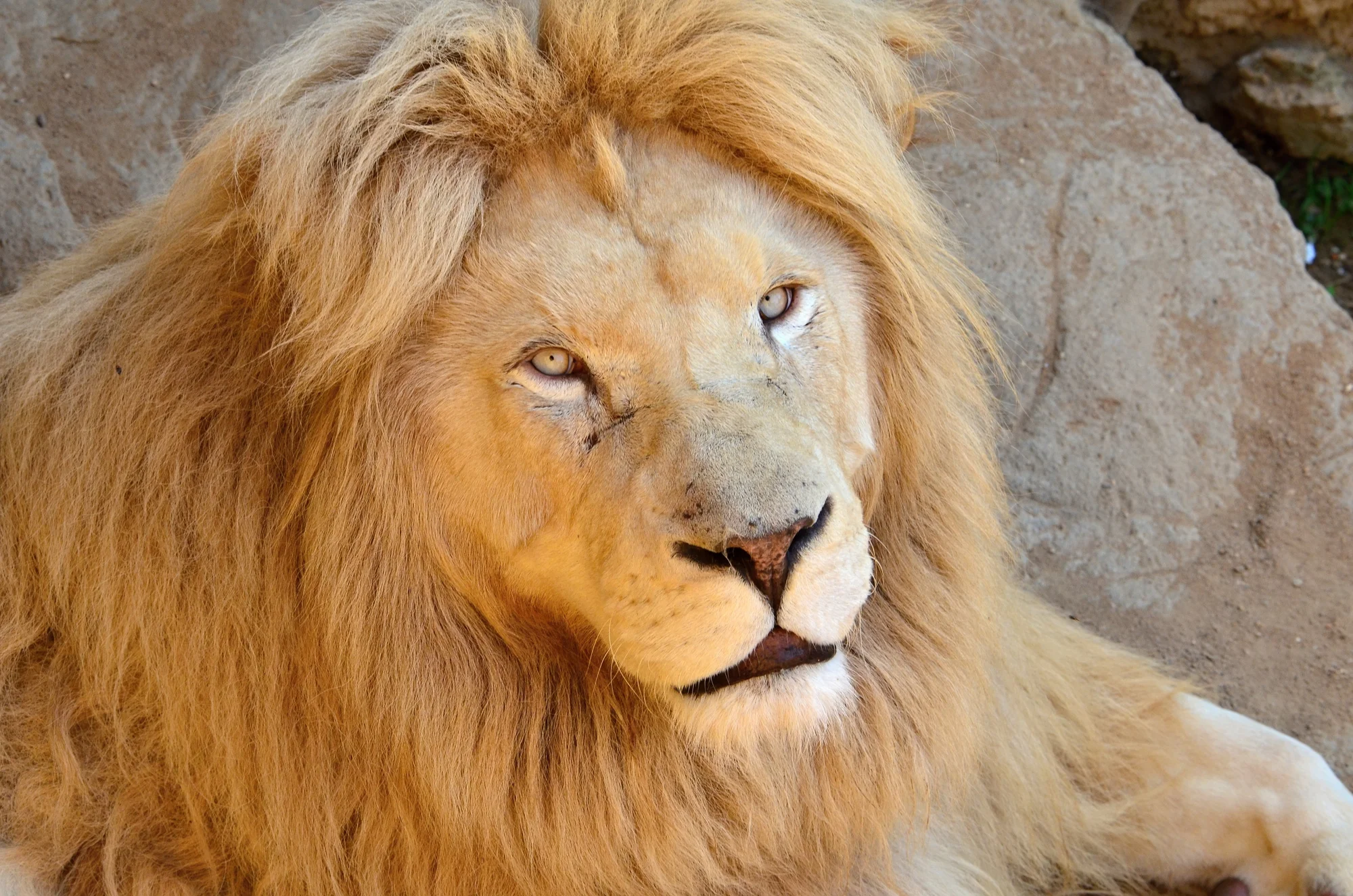 Zoo Plasy: krmení mývalů, surikat i šelem či možnost stát se na pár hodin ošetřovatelem