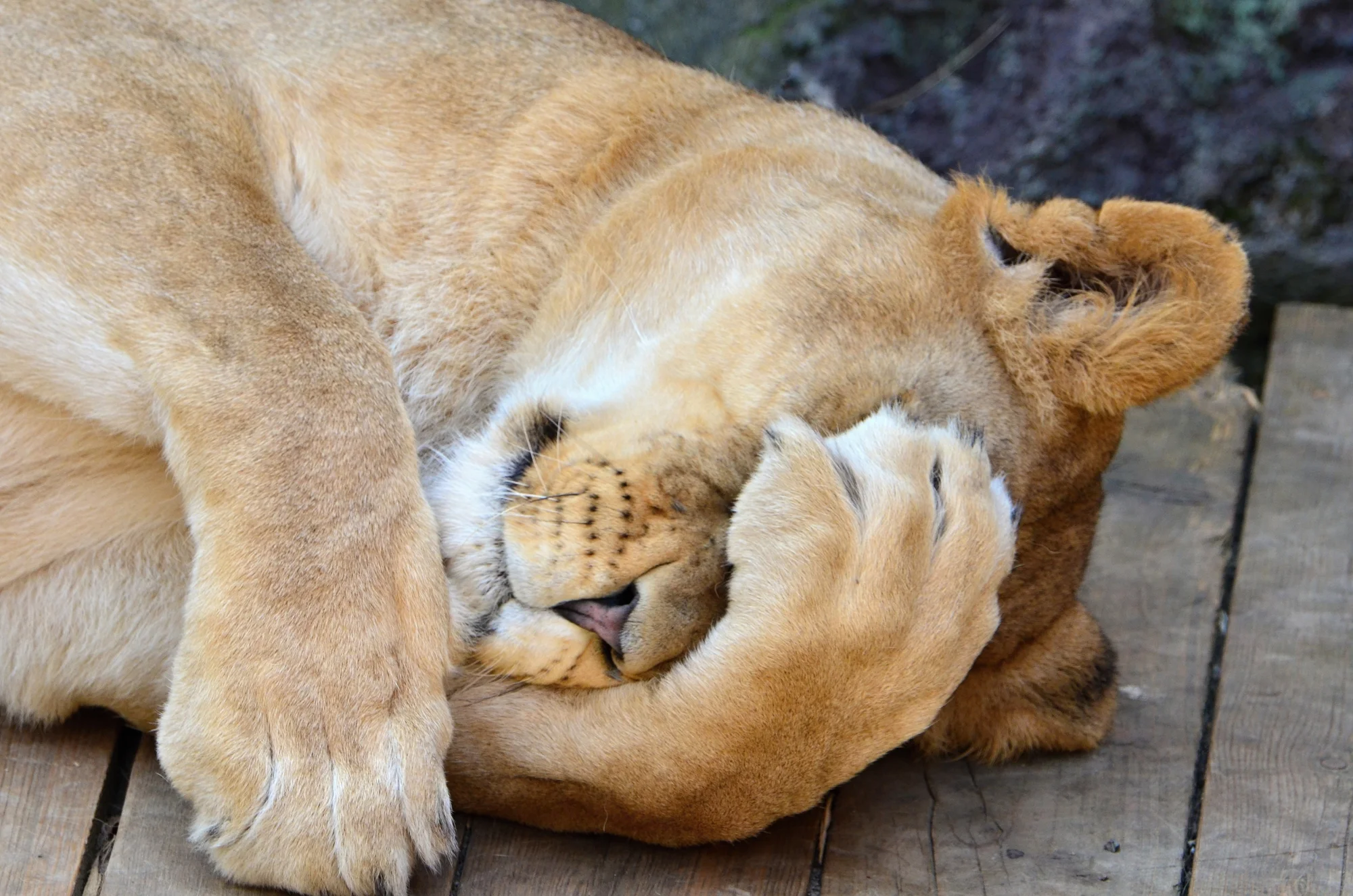 Zoo Plasy: krmení mývalů, surikat i šelem či možnost stát se na pár hodin ošetřovatelem