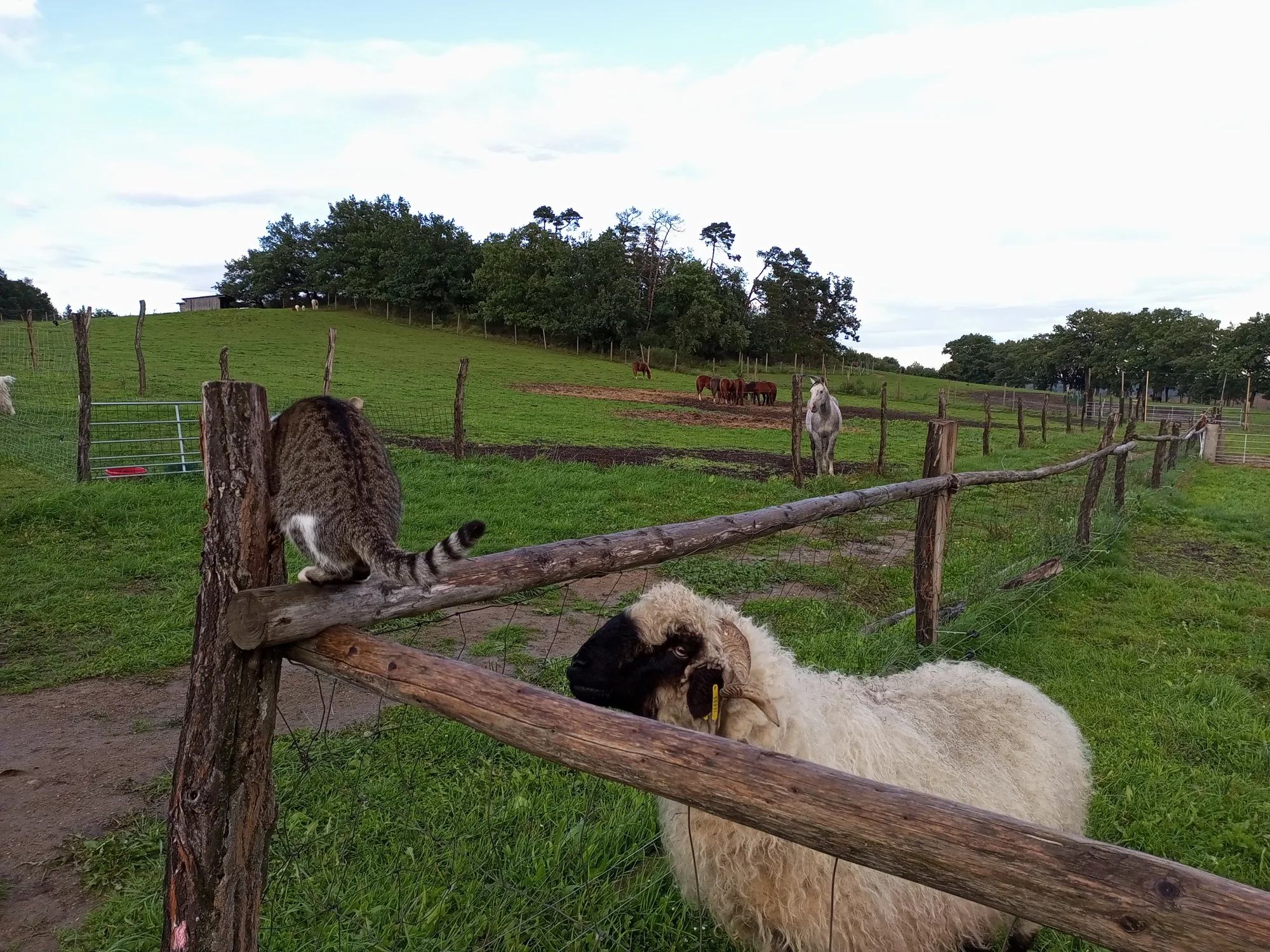 Farmářem na zkoušku: den na statku, jízda na koni a v traktoru, práce se zvířaty
