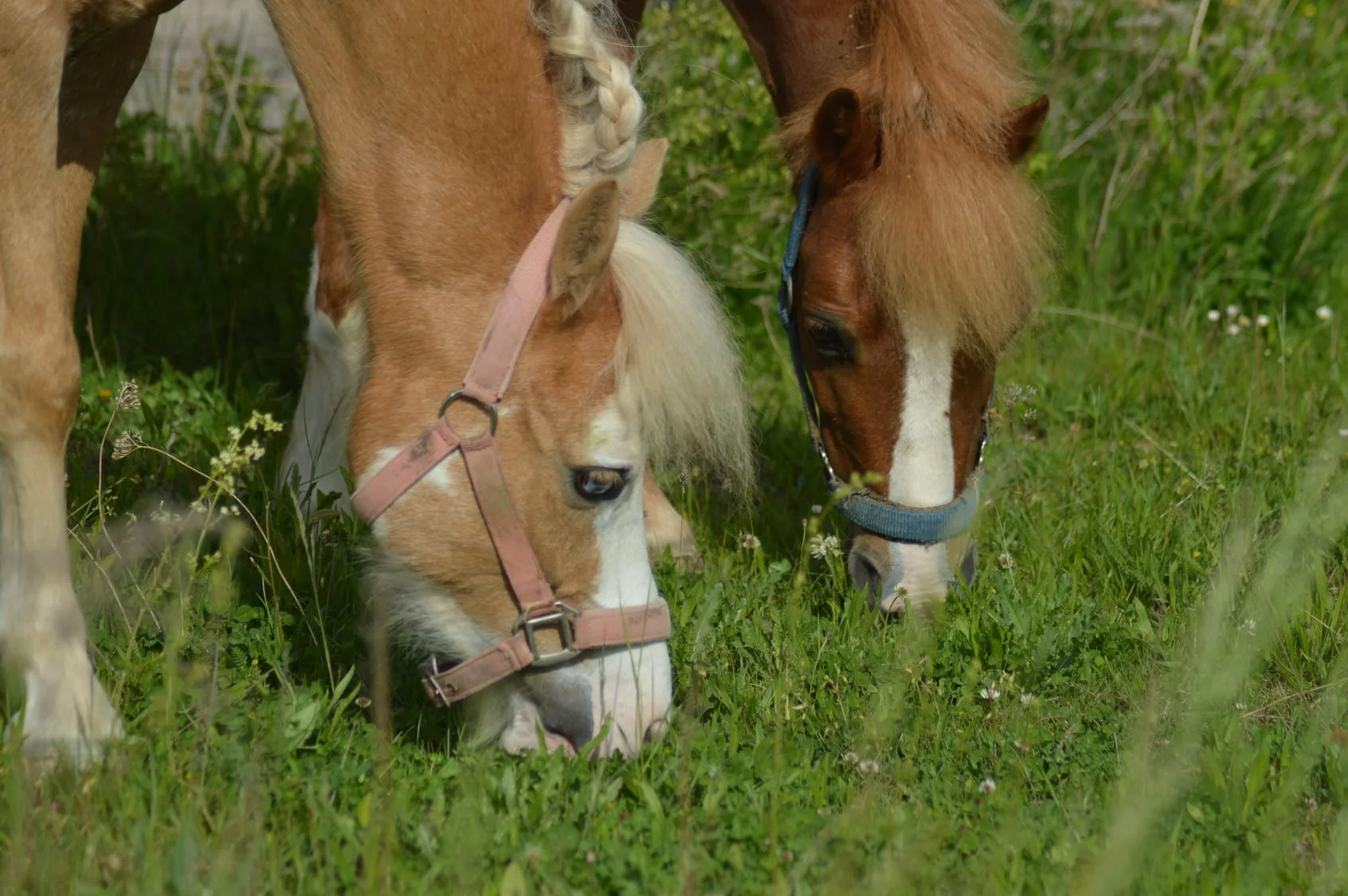 Projížďka na oslíkovi nebo poníkovi pro děti: zážitek v přírodě na 20 či 45 min.