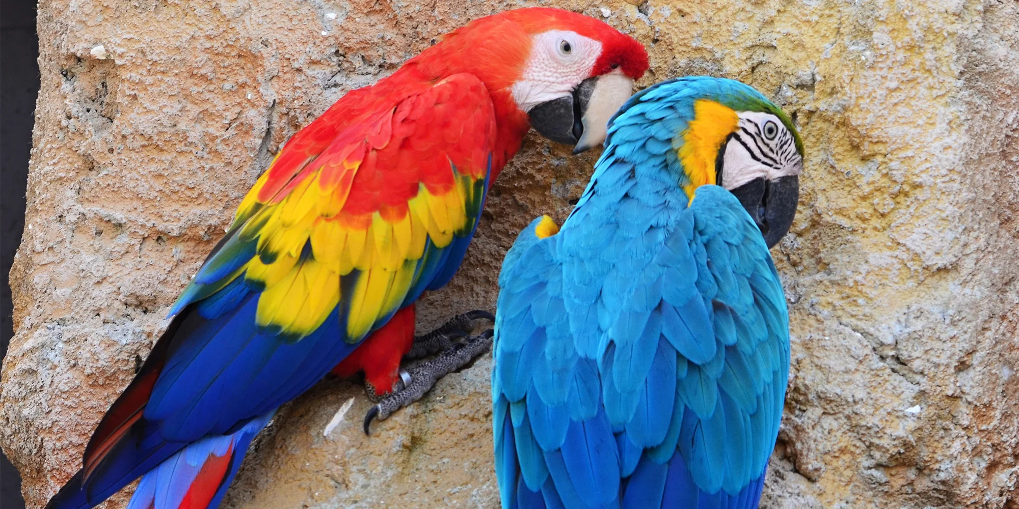 Zoo Plasy: krmení mývalů, surikat i šelem či možnost stát se na pár hodin ošetřovatelem