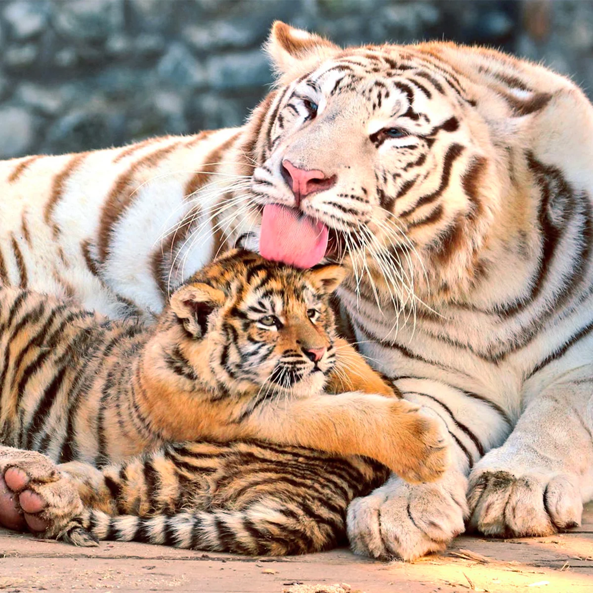 Zoo Plasy: krmení mývalů, surikat i šelem či možnost stát se na pár hodin ošetřovatelem