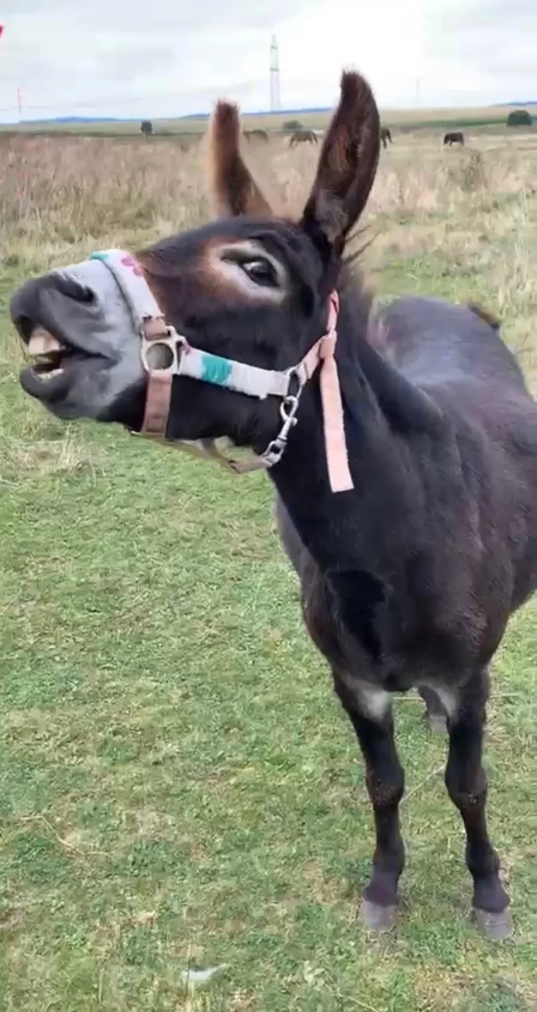 Projížďka na oslíkovi nebo poníkovi pro děti: zážitek v přírodě na 20 či 45 min.