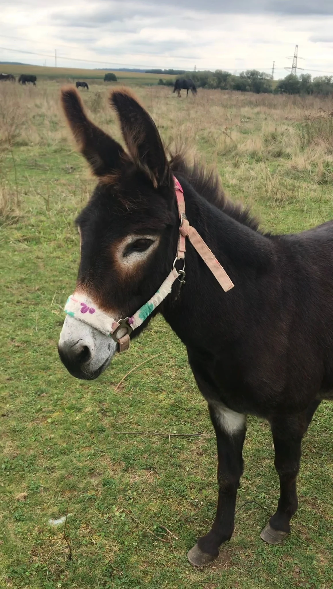 Projížďka na oslíkovi nebo poníkovi pro děti: zážitek v přírodě na 20 či 45 min.