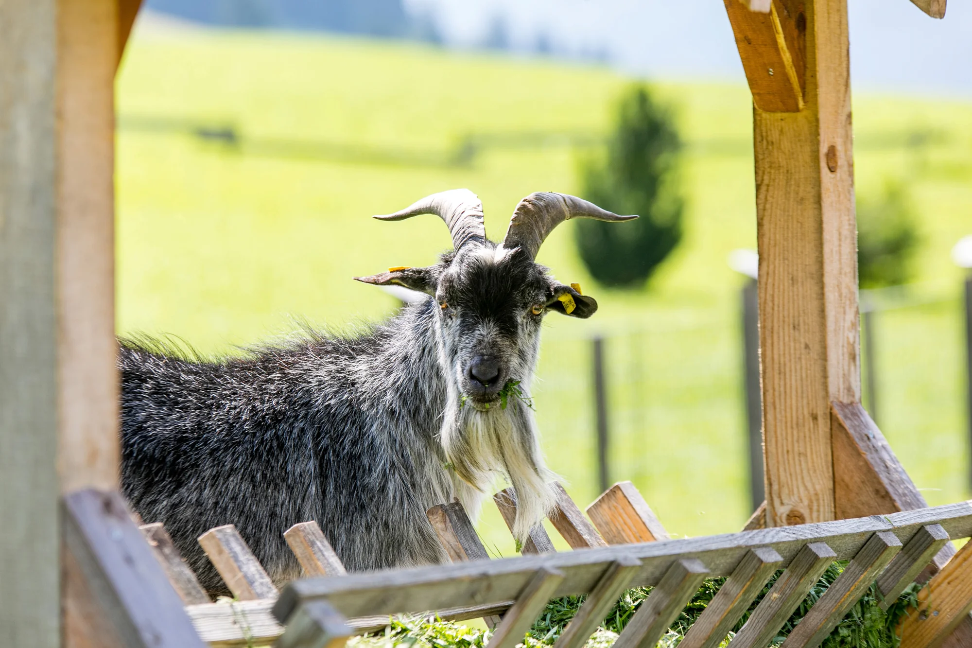 Dovolená v regionu Dachstein: hotel s polopenzí či all inclusive, neomezený wellness, letní karta hosta plná výhod