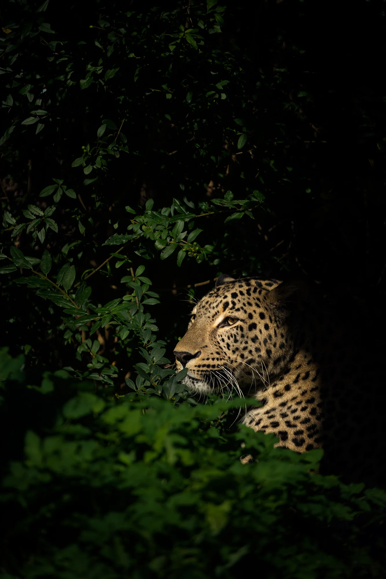 Fotografický prémium kurz v 5 různých zoo pro začátečníky i pokročilé
