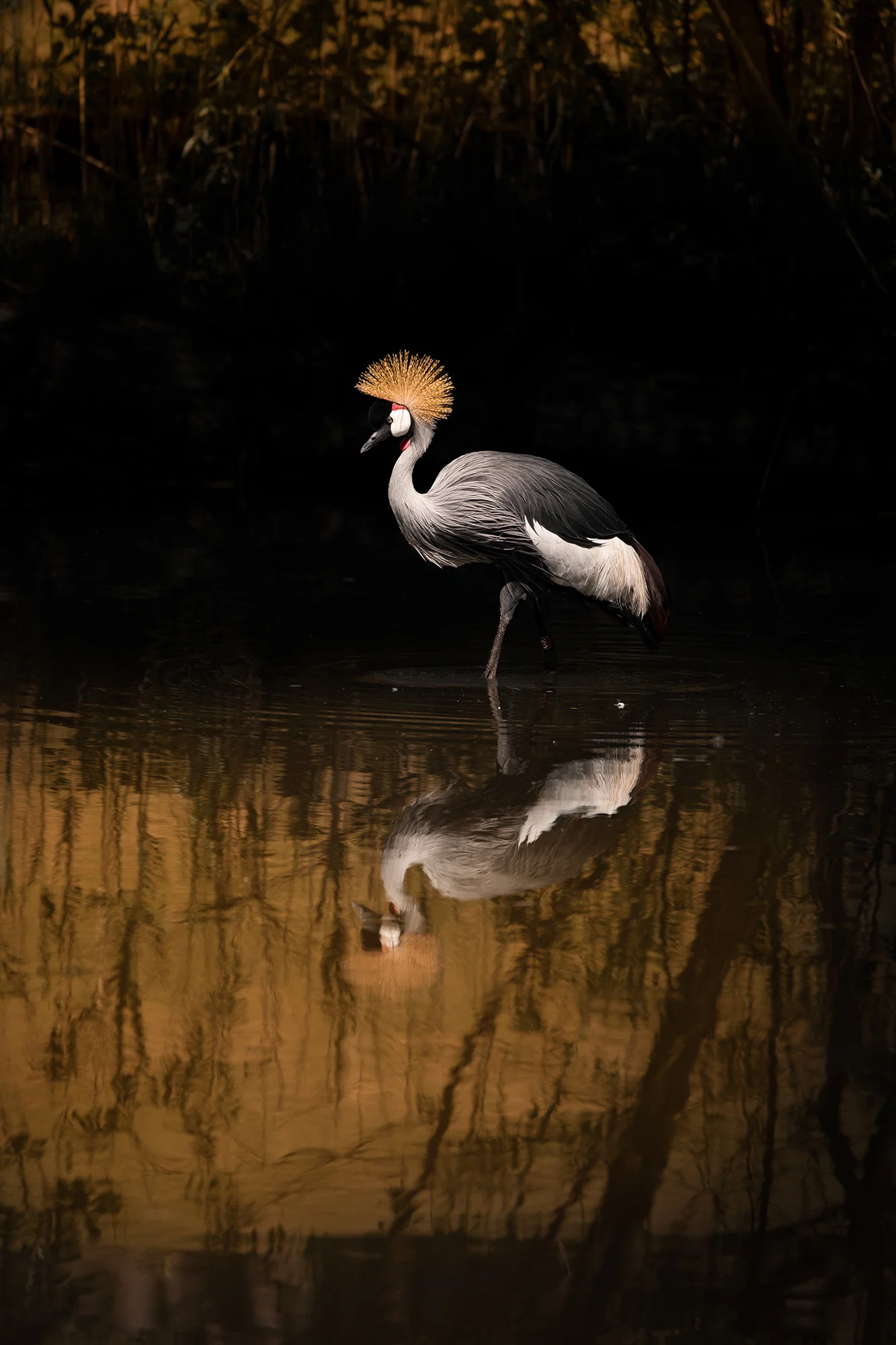 Fotografický prémium kurz v 5 různých zoo pro začátečníky i pokročilé