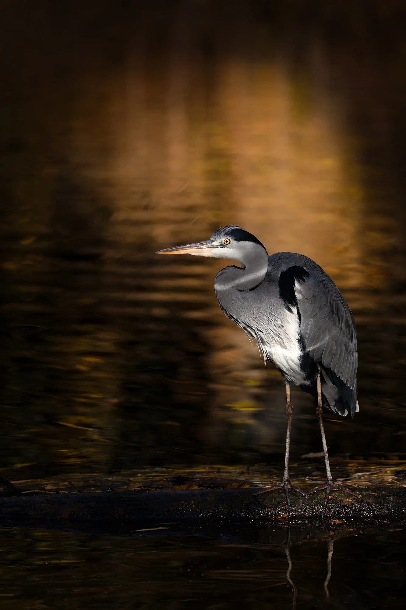 Fotografický prémium kurz v 5 různých zoo pro začátečníky i pokročilé