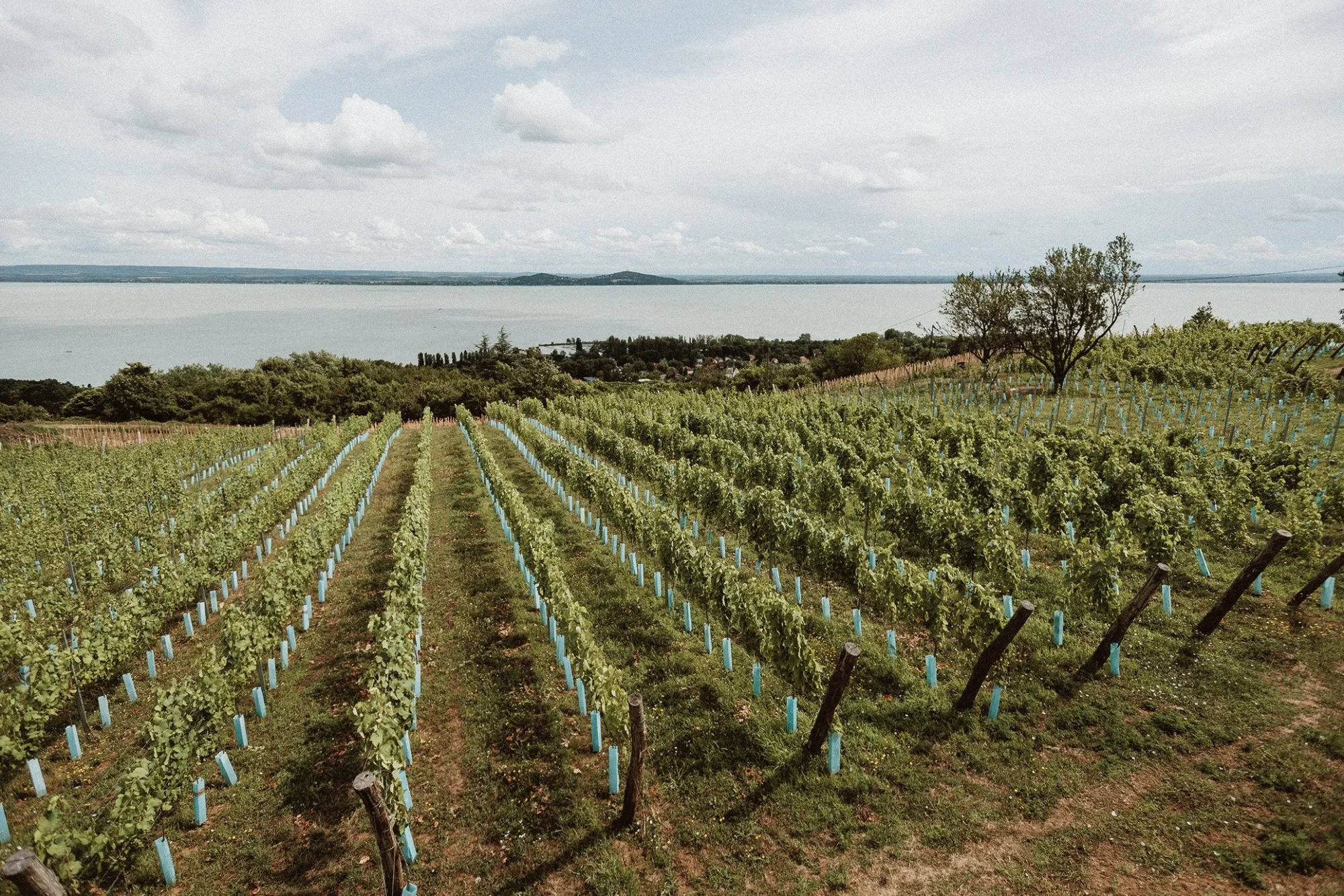 Dovolená u Balatonu: pobyt s polopenzí a neomezeným wellness v saunové zóně, vířivkách i bazénu, 2 děti zdarma