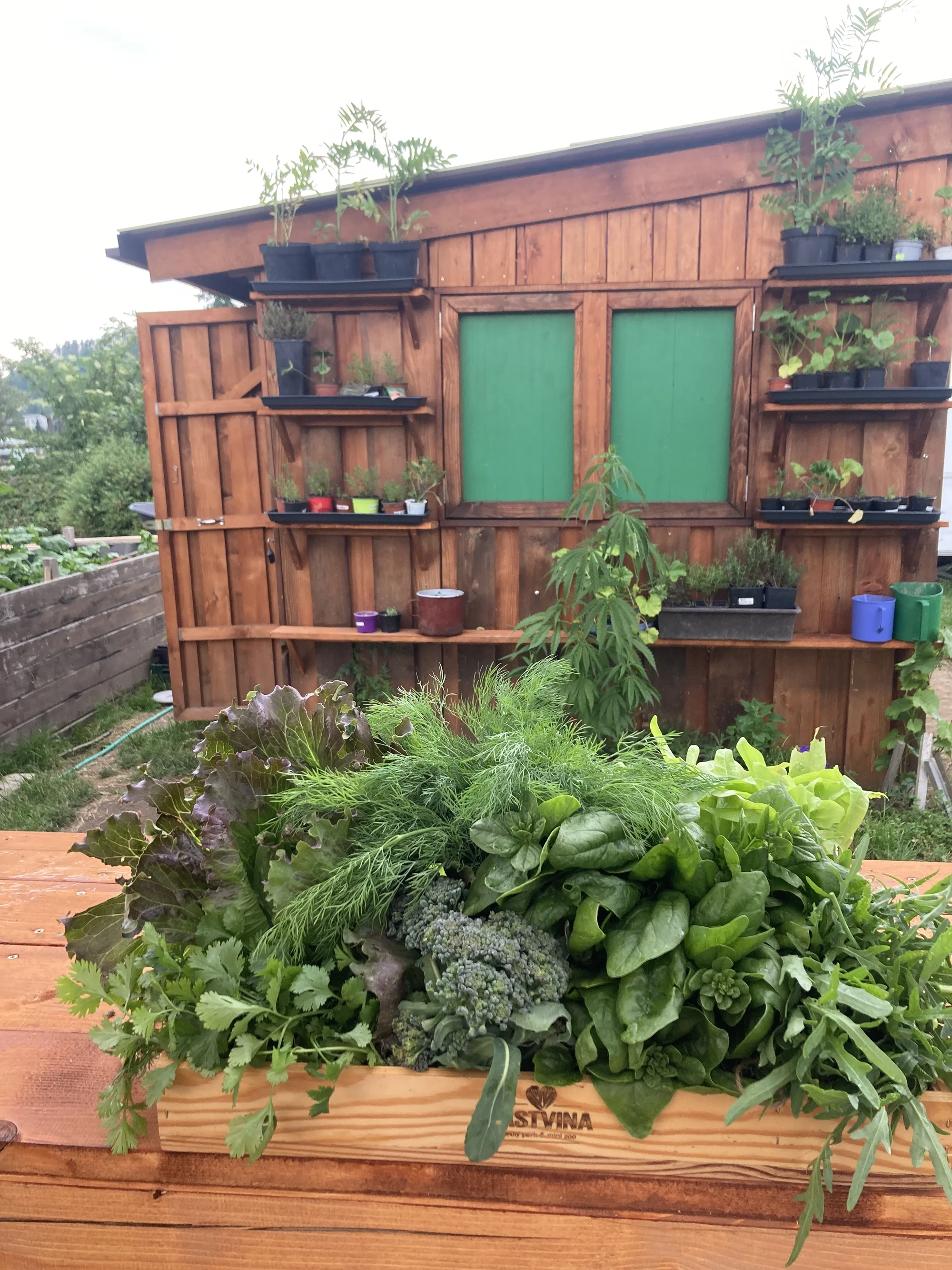 Jedlý park na Šumavě: komentovaná procházka pro 2-10 lidí, krmení zvířat, návštěva ohrad i limonáda