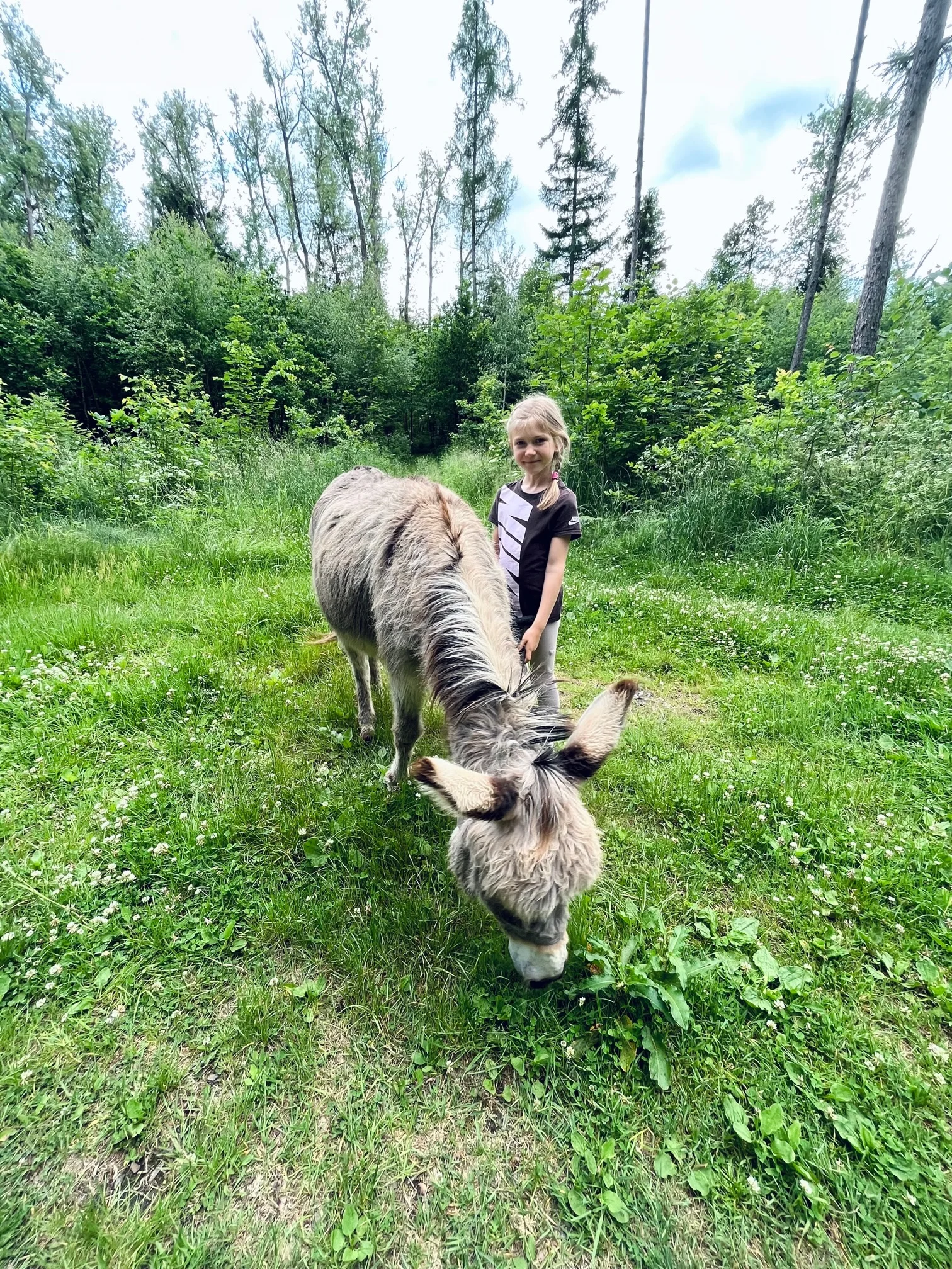 Jedlý park na Šumavě: komentovaná procházka pro 2-10 lidí, krmení zvířat, návštěva ohrad i limonáda