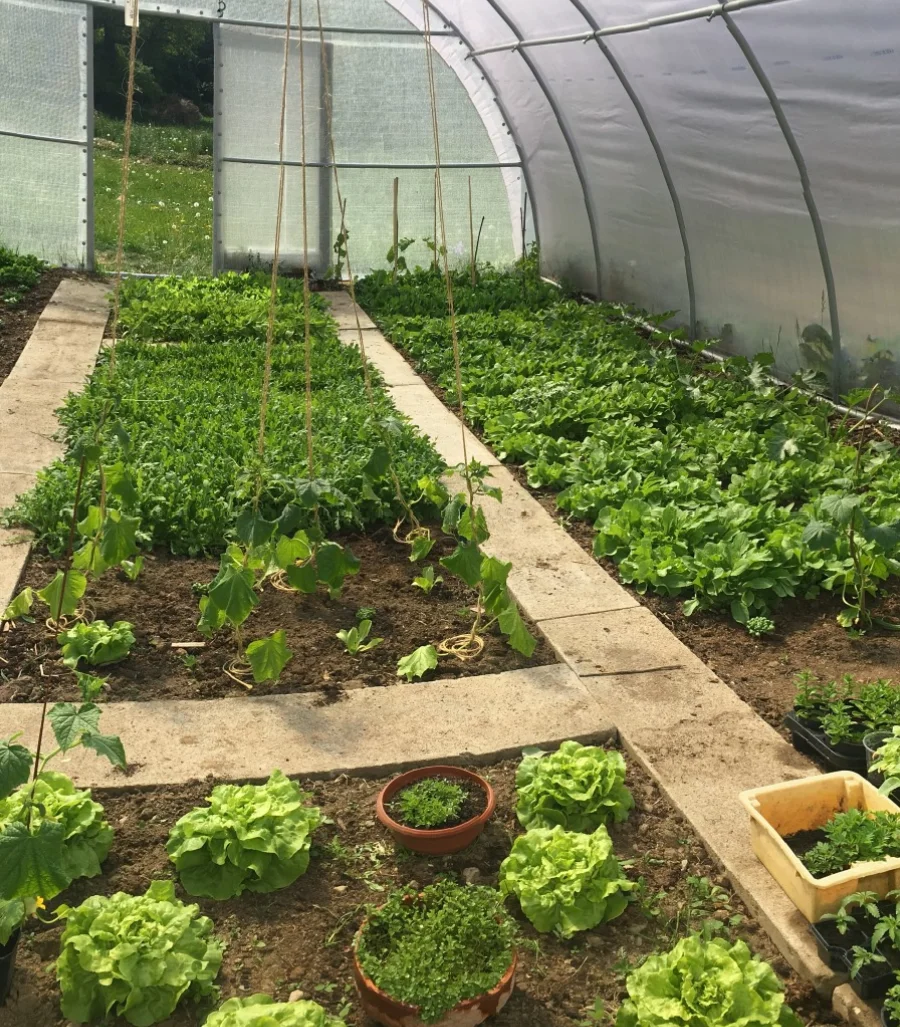 Jedlý park na Šumavě: komentovaná procházka pro 2-10 lidí, krmení zvířat, návštěva ohrad i limonáda