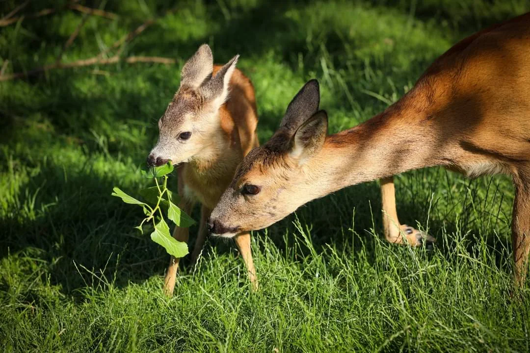 Komentovaná prohlídka Zoocentra Srdov s možností přímého krmení zvěře