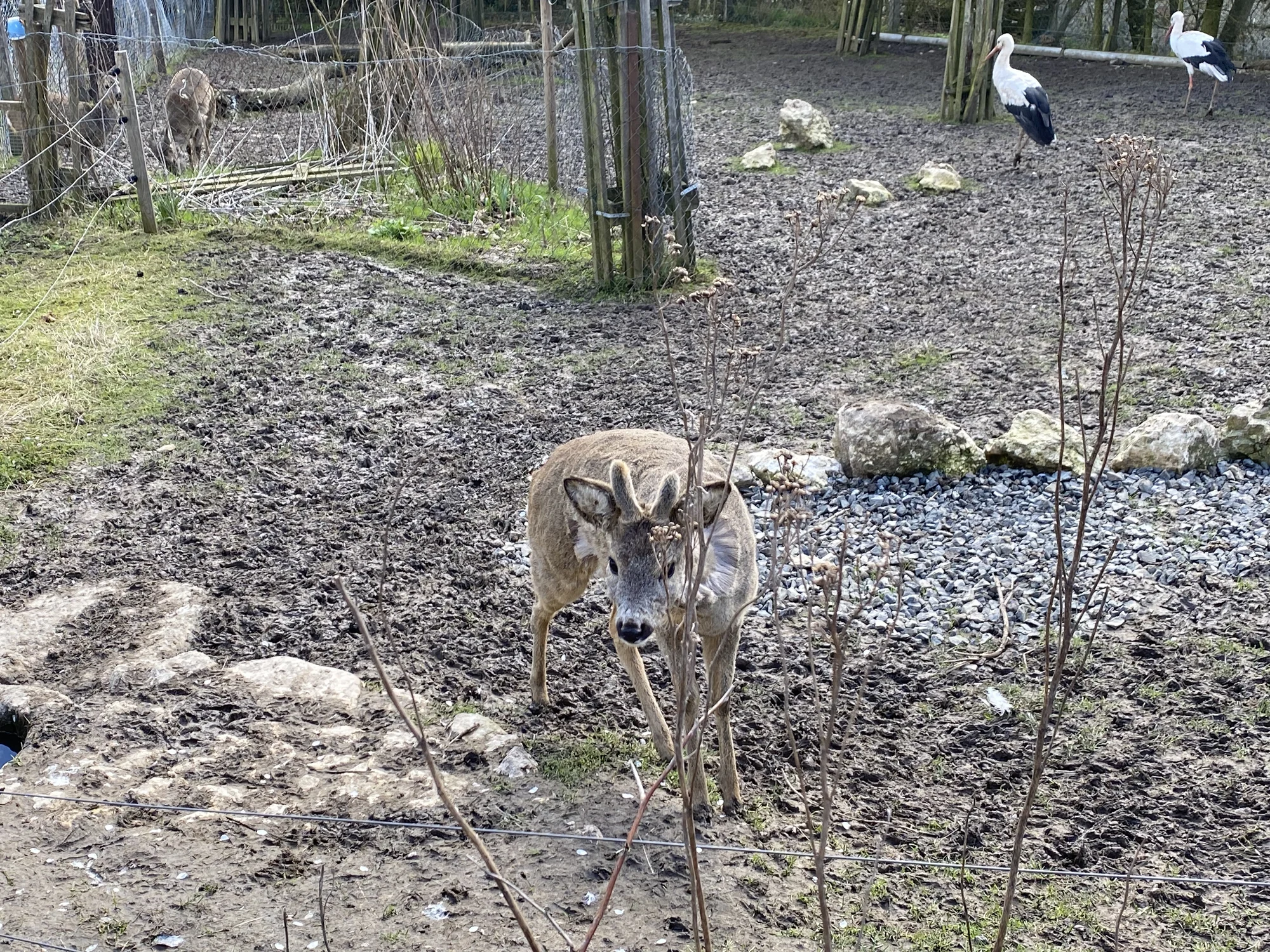 Komentovaná prohlídka Zoocentra Srdov s možností přímého krmení zvěře