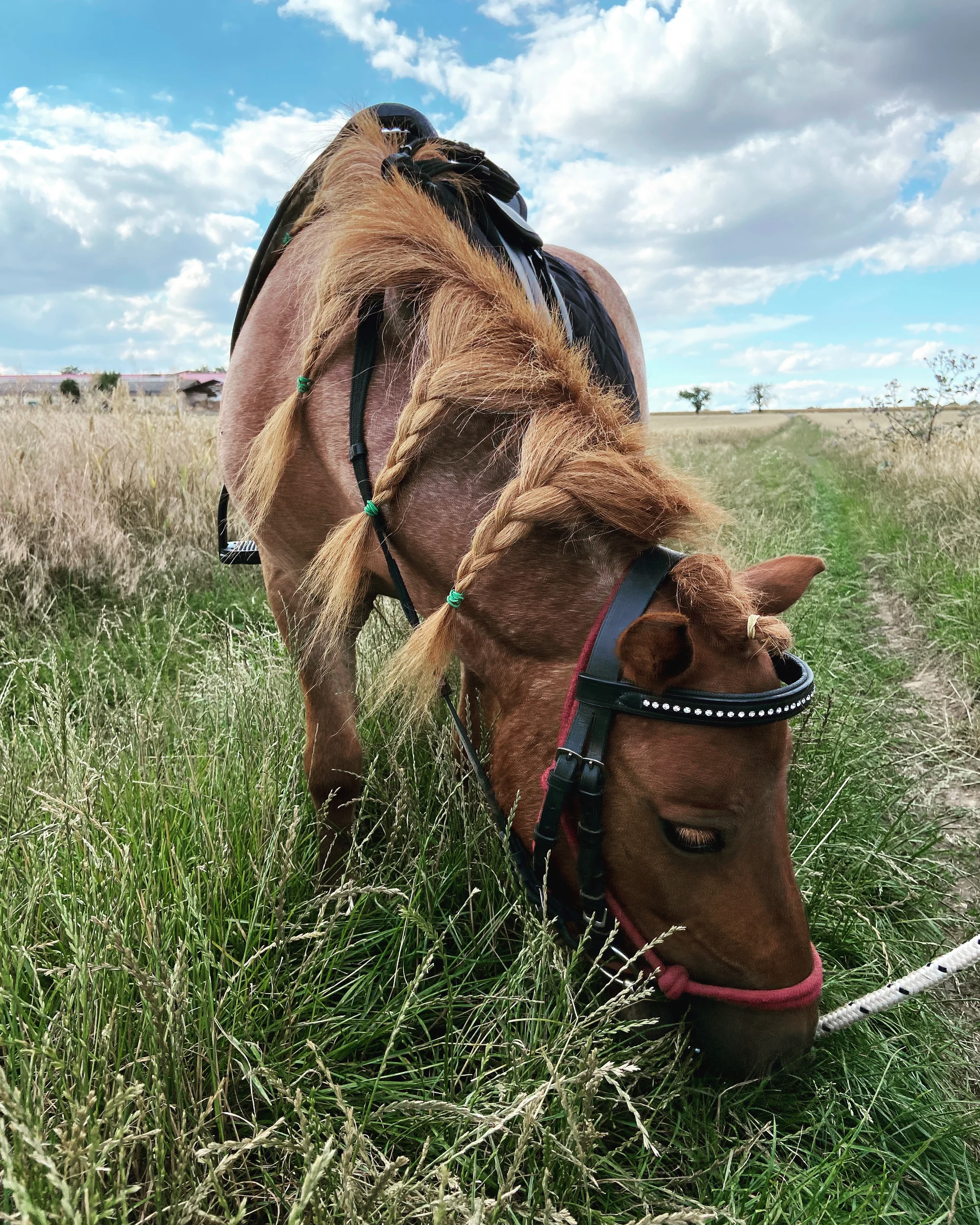 Zkuste si být na den farmářem: koně a poníci, teorie i zemědělské stroje