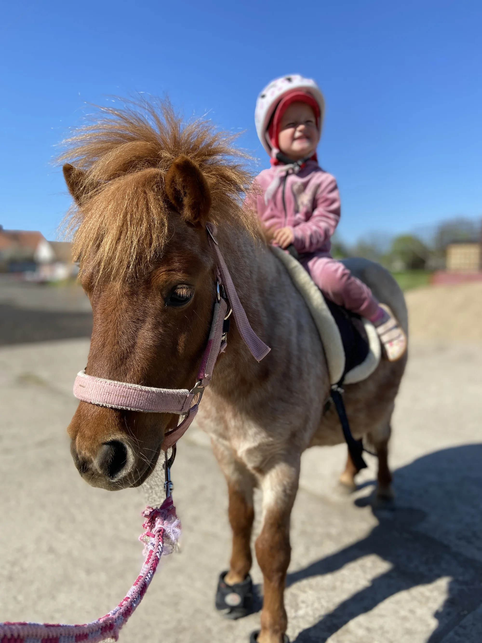 Zkuste si být na den farmářem: koně a poníci, teorie i zemědělské stroje