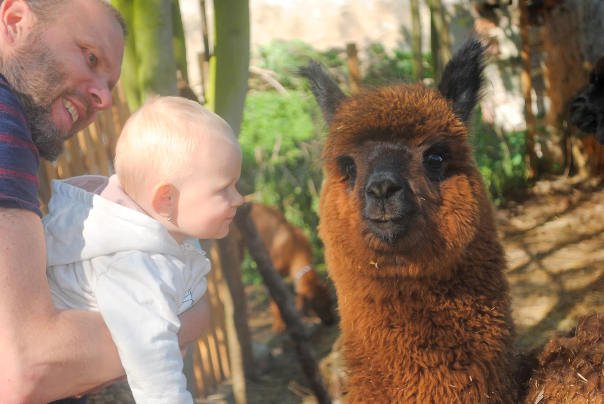 Lamatreking: procházka s lamami a alpakami, 1,5 hodiny, další osoby lze připlatit