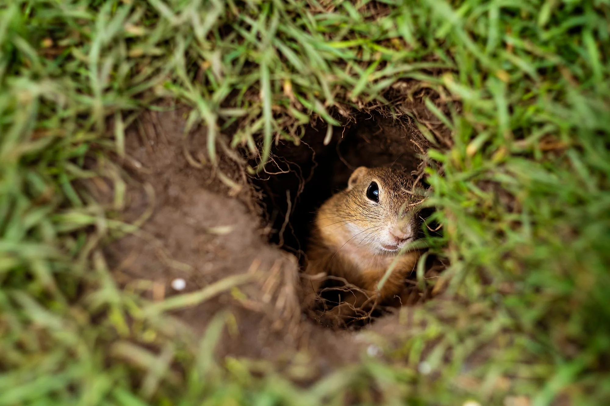 Rodinný penzion kousek od národního parku Muráňská planina: snídaně a privátní wellness
