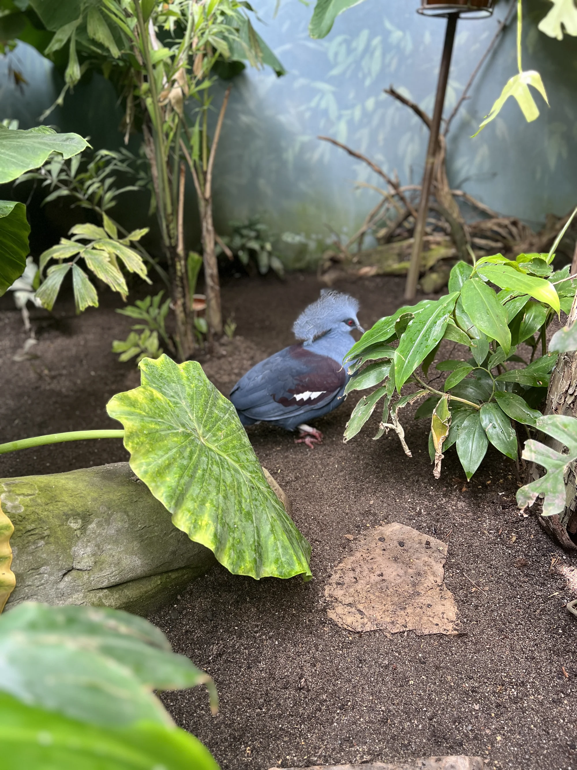 Vstupenka do pražské ZOO s online audioprůvodcem pro dítě i dospělého