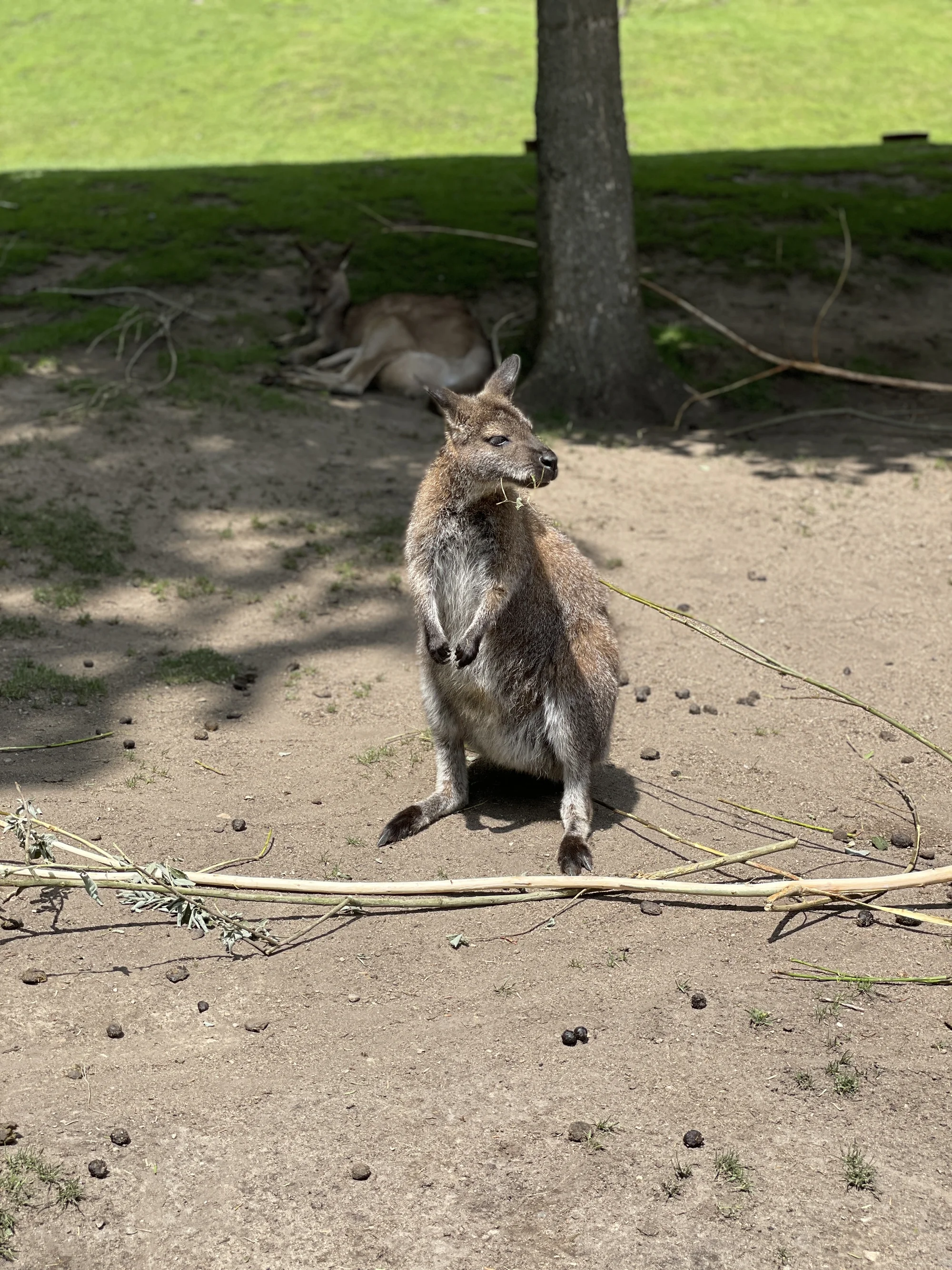 Vstupenka do pražské ZOO s online audioprůvodcem pro dítě i dospělého