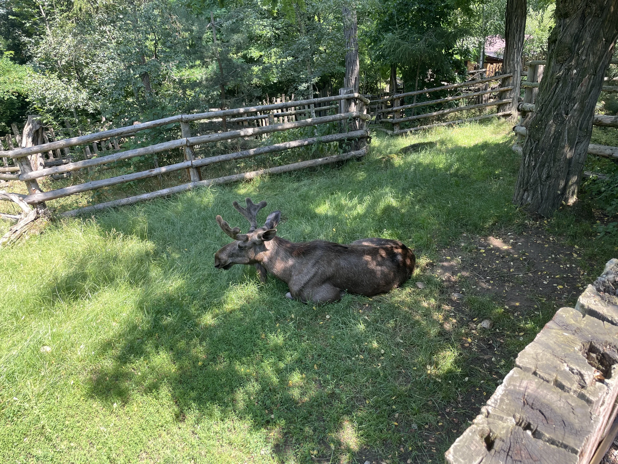 Vstupenka do pražské ZOO s online audioprůvodcem pro dítě i dospělého