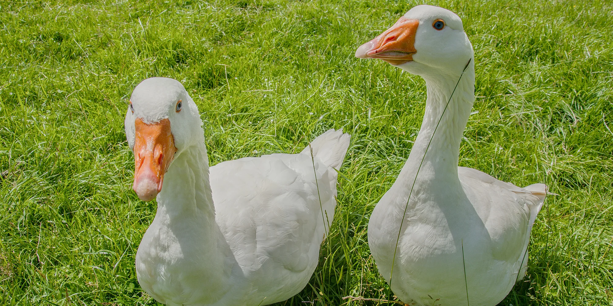 Jedlý park na Šumavě: komentovaná procházka pro 2-10 lidí, krmení zvířat, návštěva ohrad i limonáda