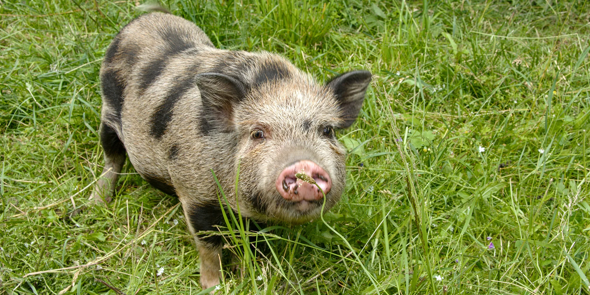 Jedlý park na Šumavě: komentovaná procházka pro 2-10 lidí, krmení zvířat, návštěva ohrad i limonáda
