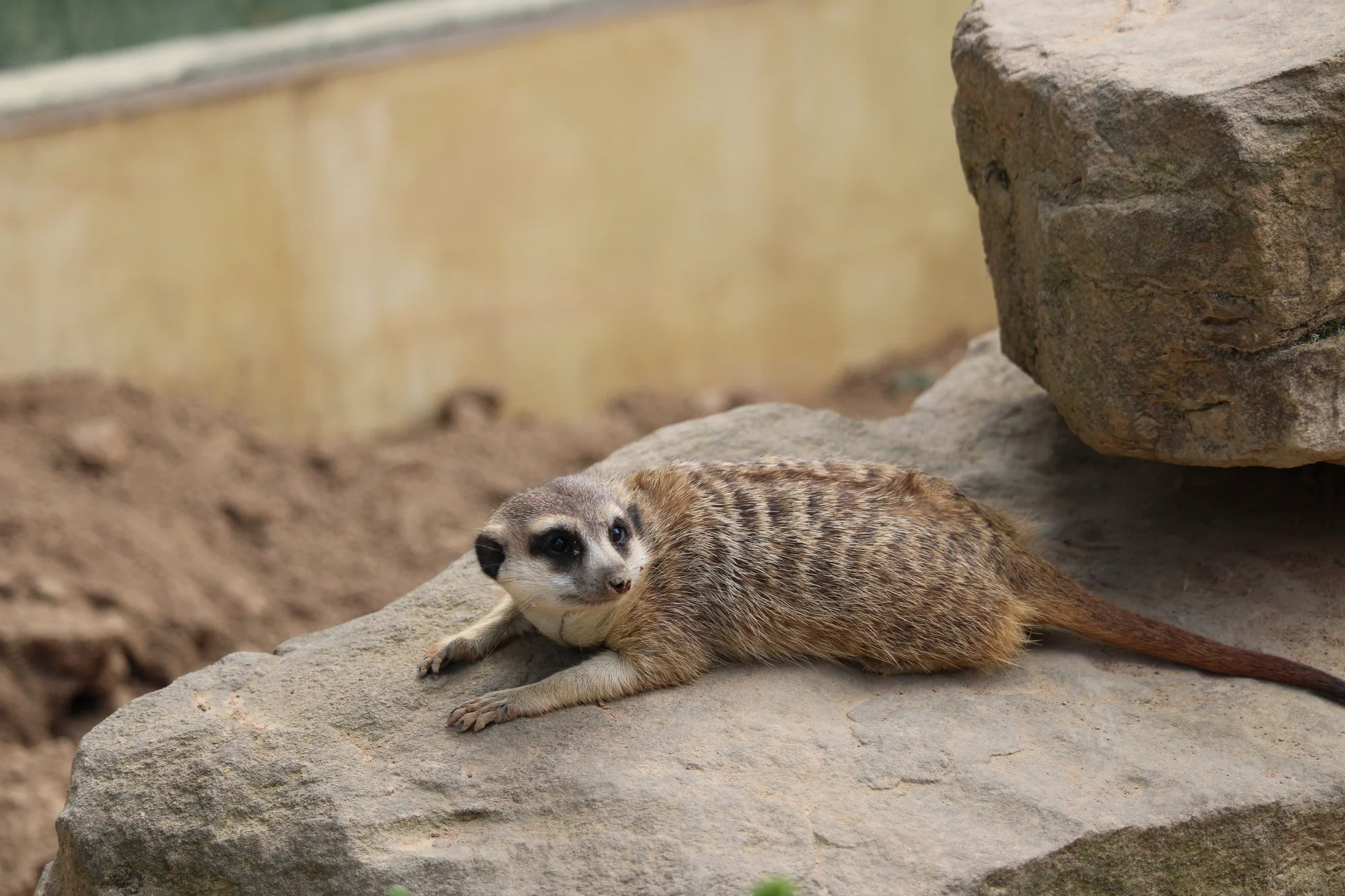 Celodenní vstupné do kontaktního Zooparku Nehvizdy pro dospělé s dětmi