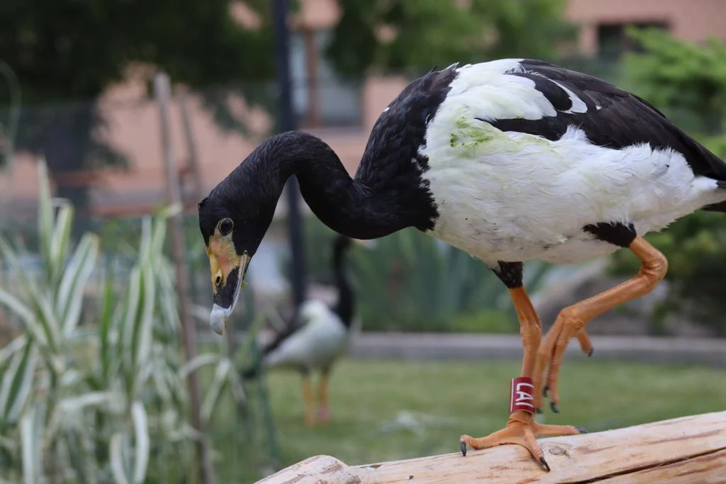 Celodenní vstupné do kontaktního Zooparku Nehvizdy pro dospělé s dětmi