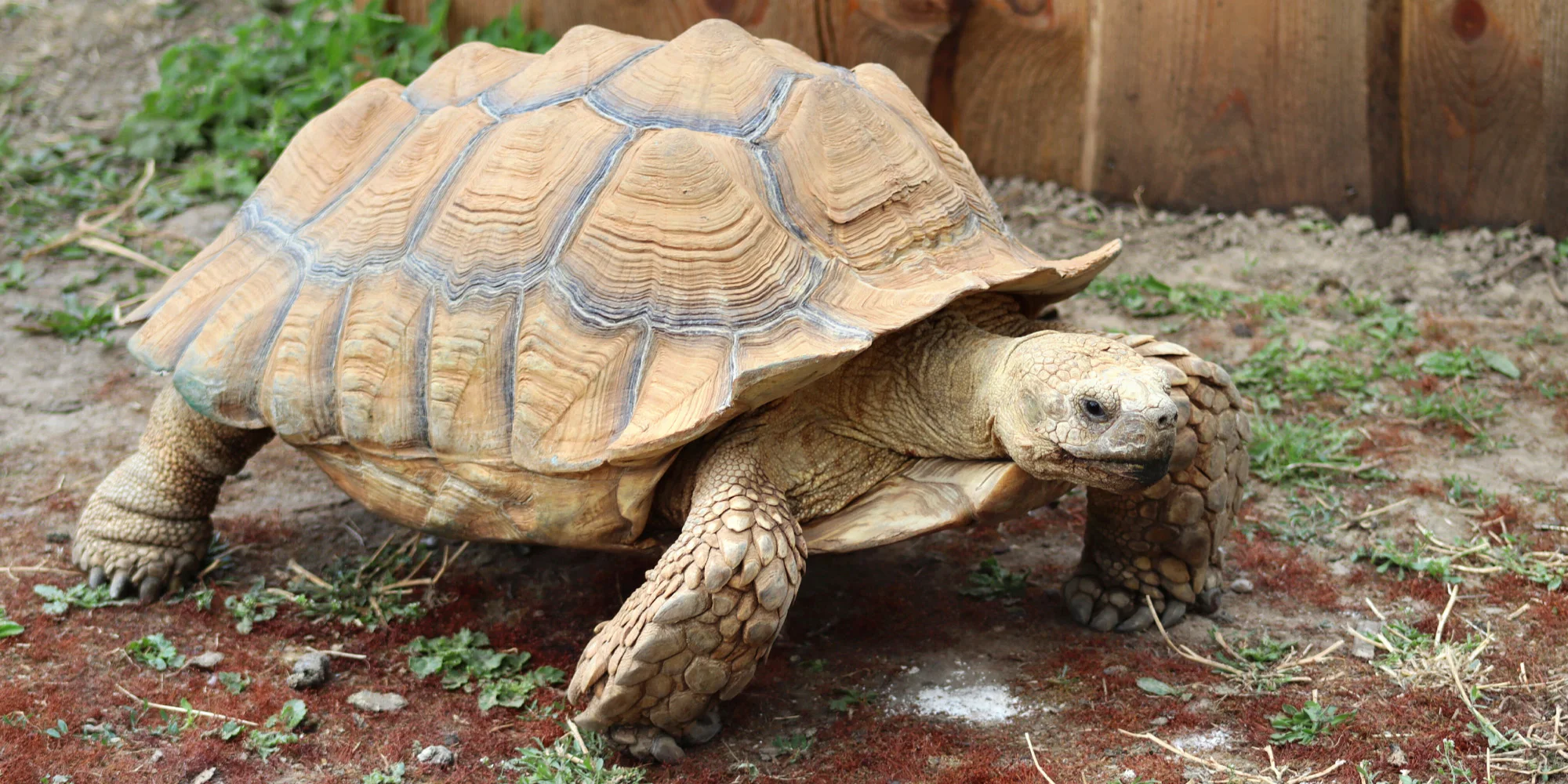 Celodenní vstupné do kontaktního Zooparku Nehvizdy pro dospělé s dětmi