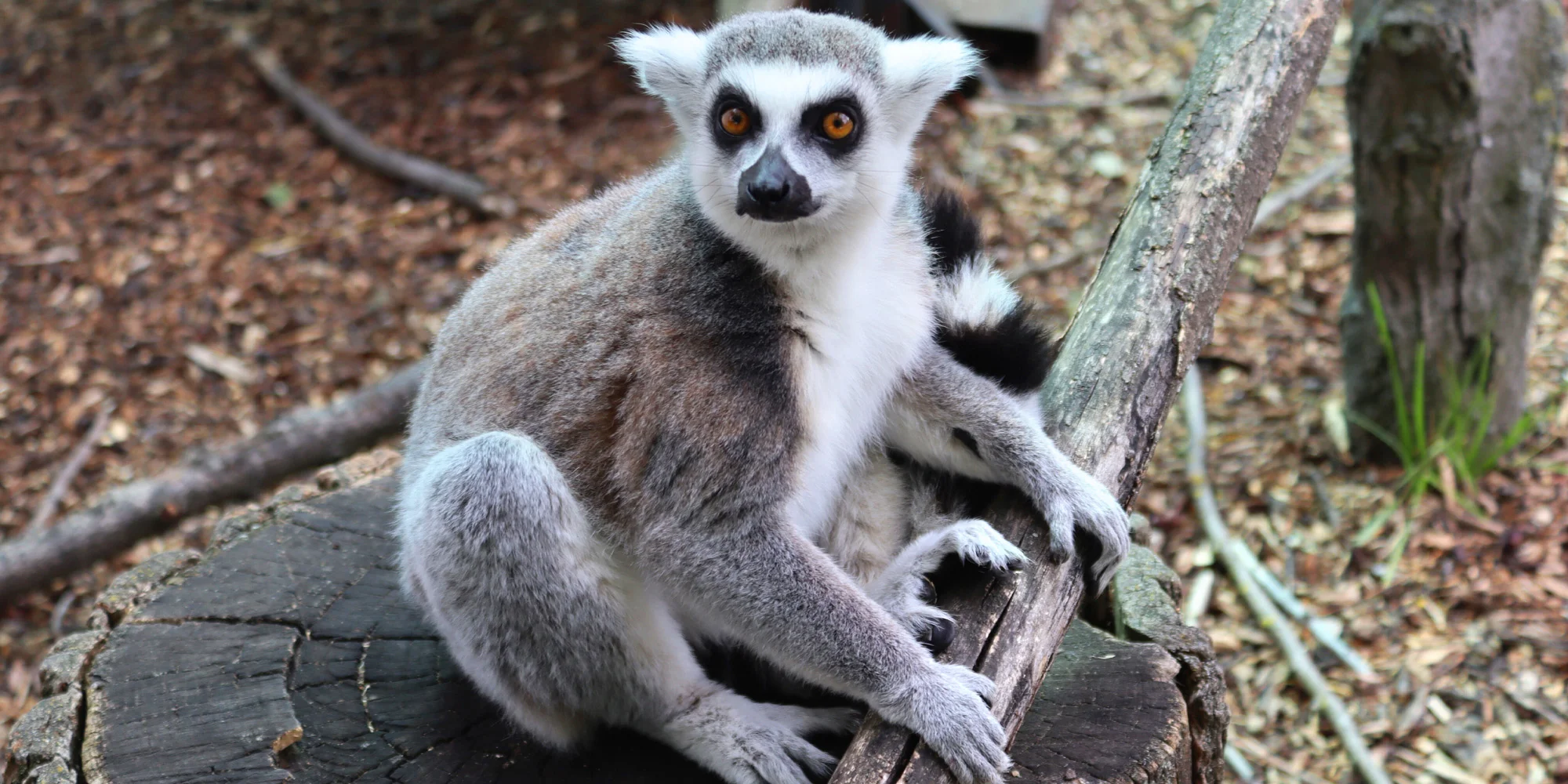 Celodenní vstupné do kontaktního Zooparku Nehvizdy pro dospělé s dětmi