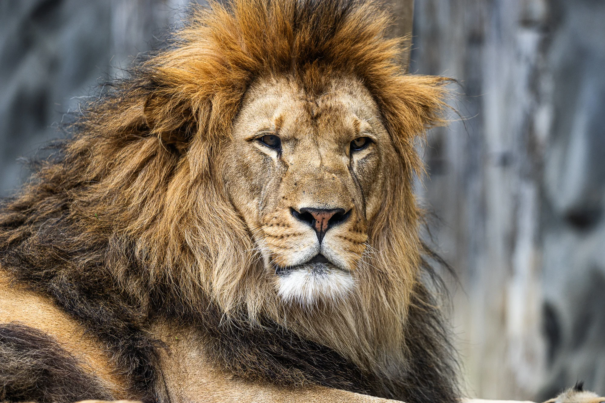 Jednodenní fotokurz v zoo: Olomouc, Brno, Vyškov, Hodonín či Ostrava