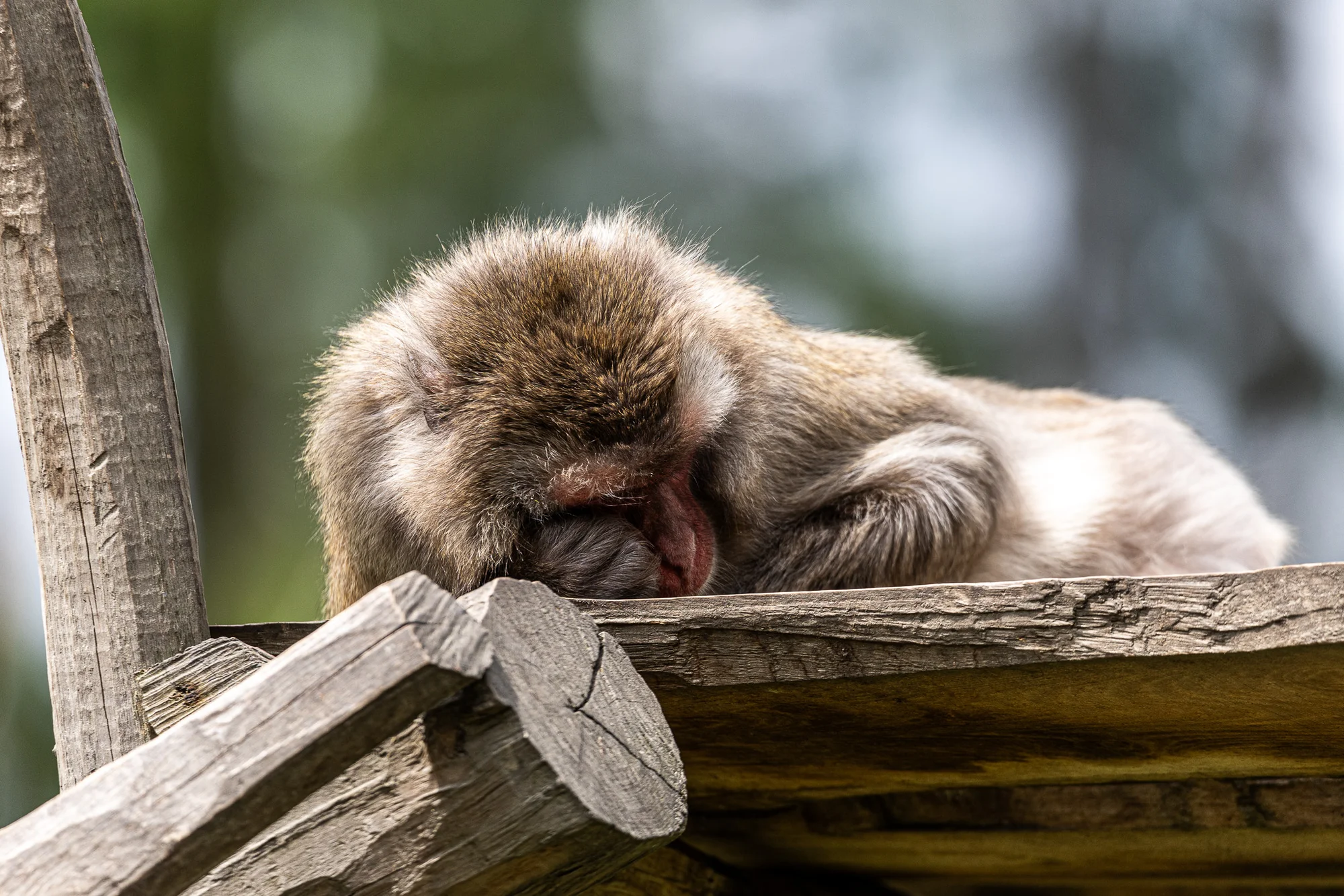 Jednodenní fotokurz v zoo: Olomouc, Brno, Vyškov, Hodonín či Ostrava