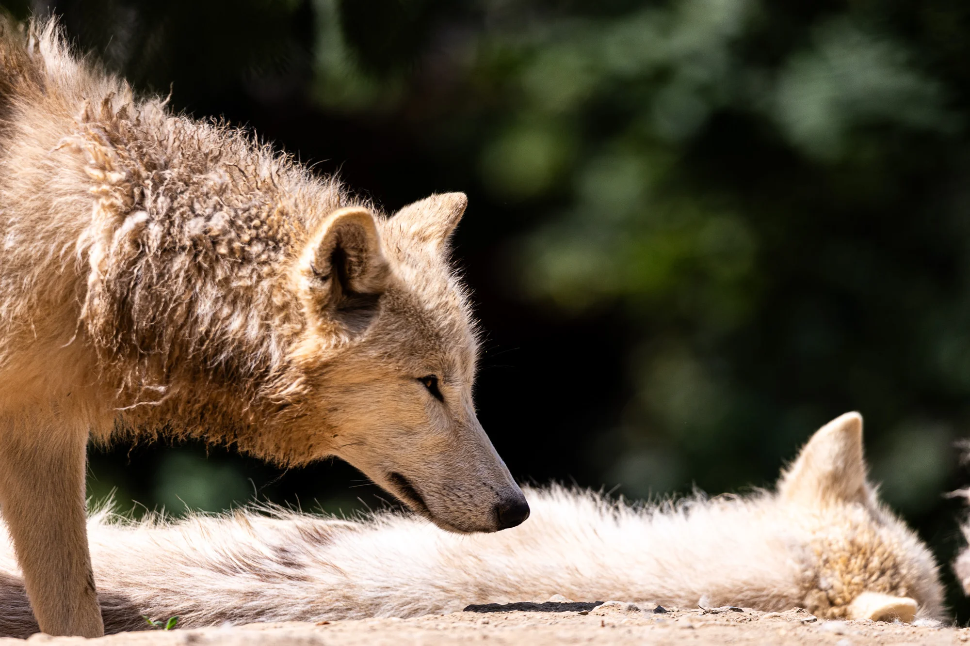 Jednodenní fotokurz v zoo: Olomouc, Brno, Vyškov, Hodonín či Ostrava