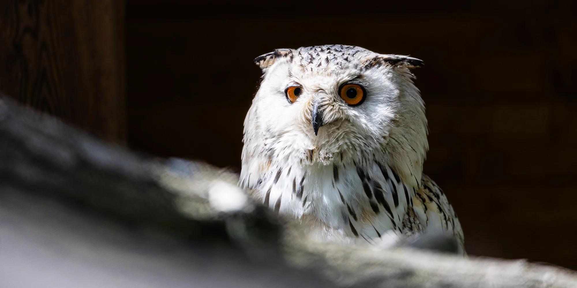 Jednodenní fotokurz v zoo: Olomouc, Brno, Vyškov, Hodonín či Ostrava