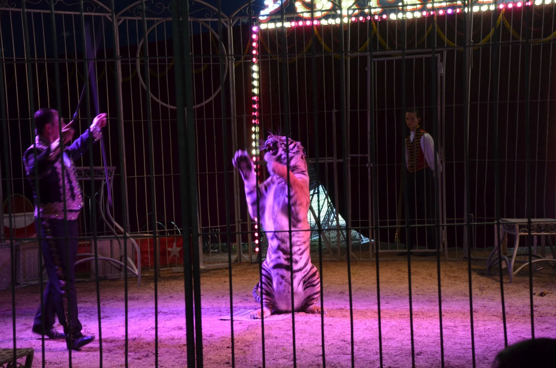 Nová show Cirkusu Šimek: vstupenky pro děti i dospělé