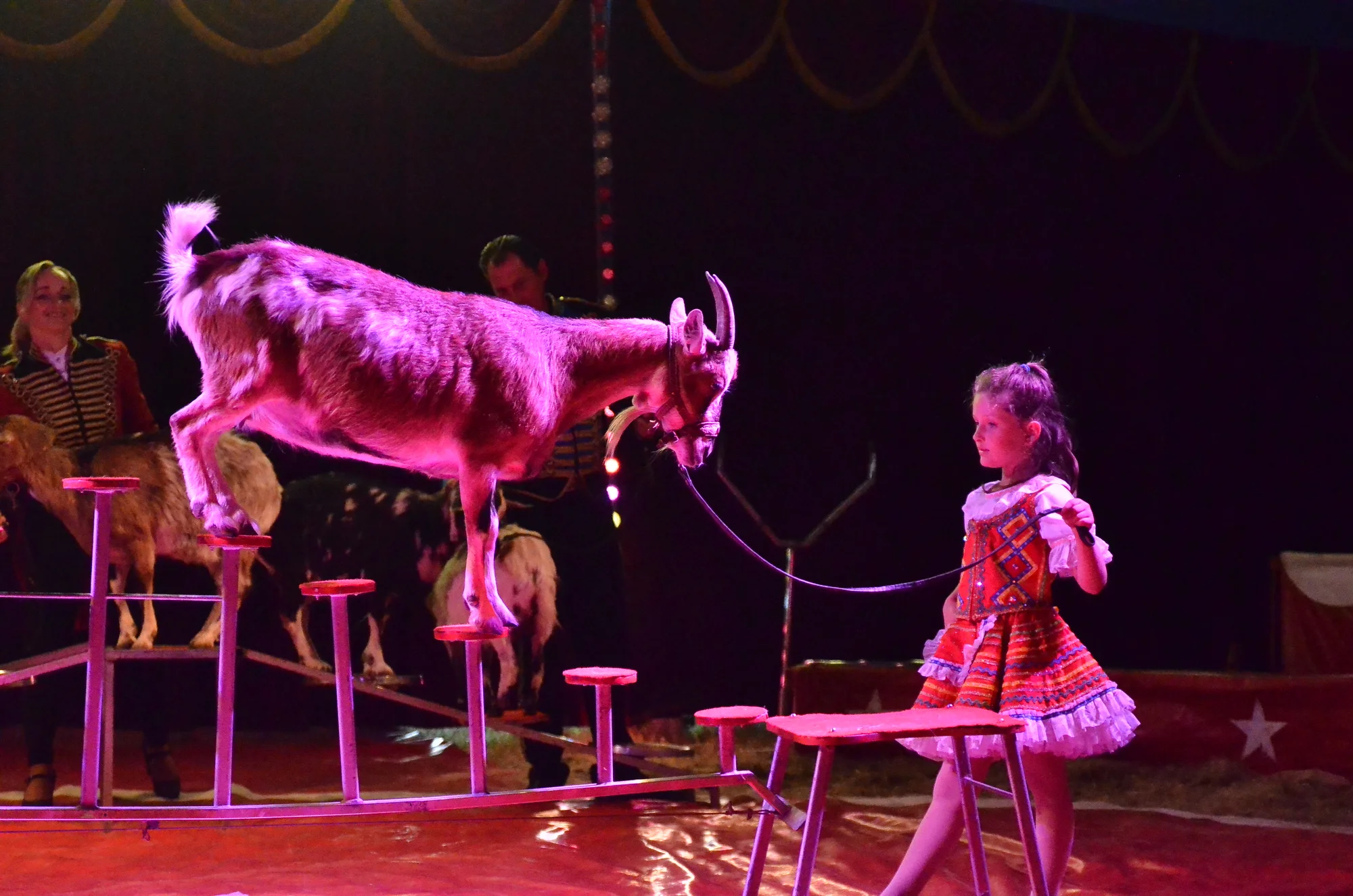 Nová show Cirkusu Šimek: vstupenky pro děti i dospělé