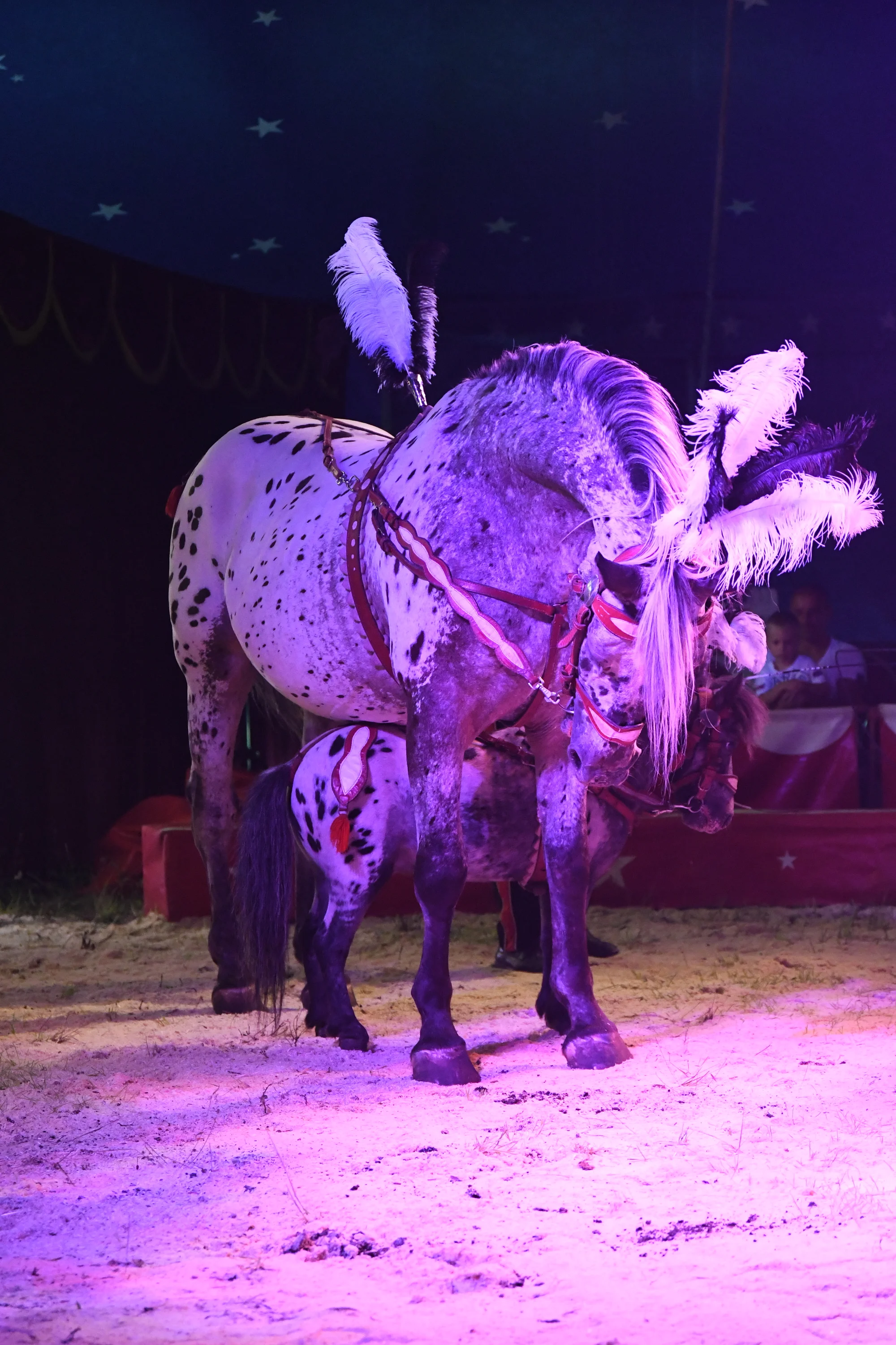 Nová show Cirkusu Šimek: vstupenky pro děti i dospělé
