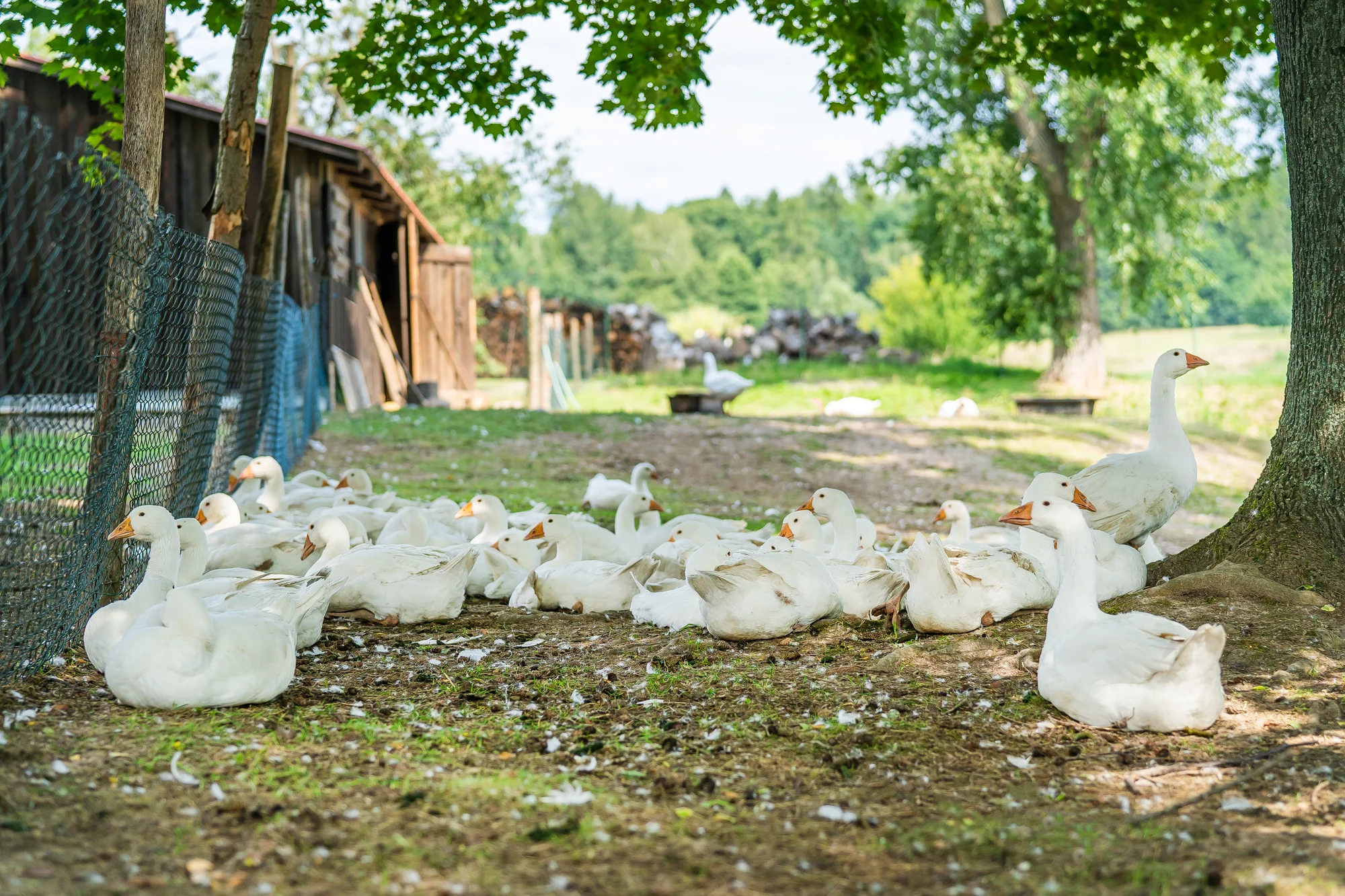 Pobyt na farmě 5 km od Kuksu s farmářskou snídaní i vstupenkami do zoo
