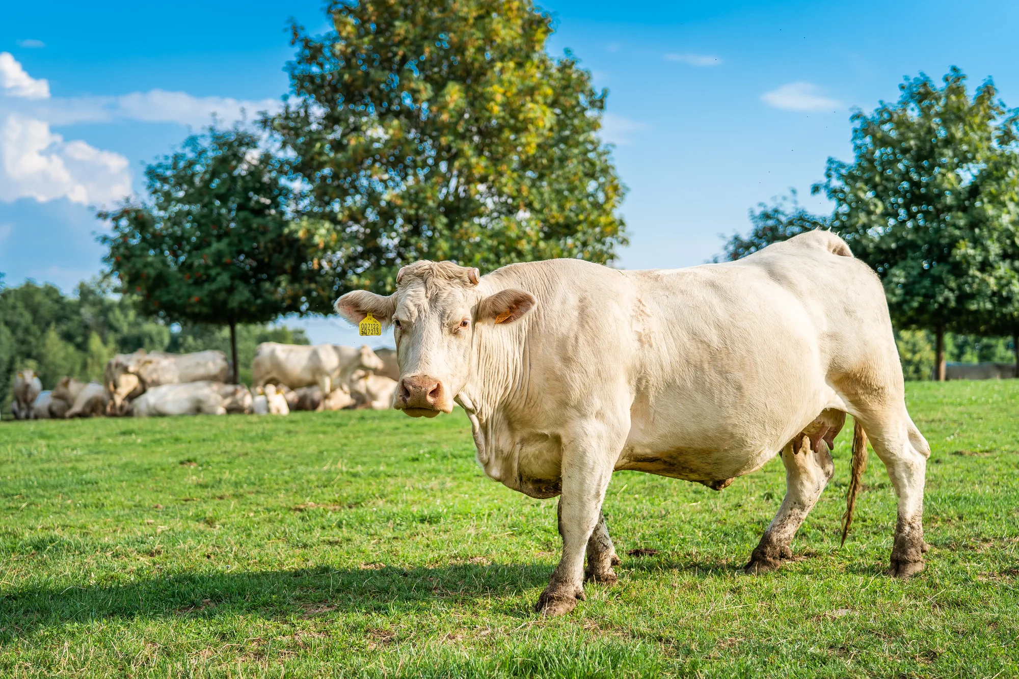 Pobyt na farmě 5 km od Kuksu s farmářskou snídaní i vstupenkami do zoo