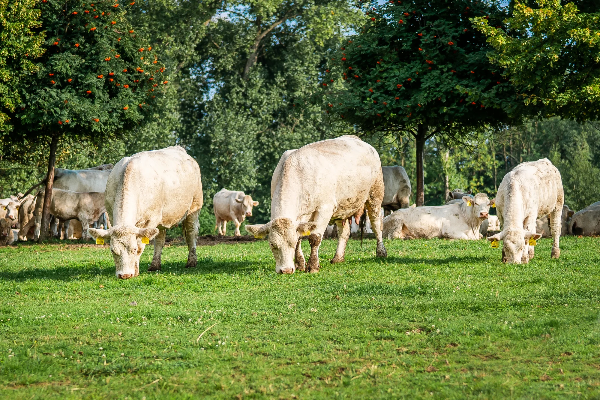 Pobyt na farmě 5 km od Kuksu s farmářskou snídaní i vstupenkami do zoo