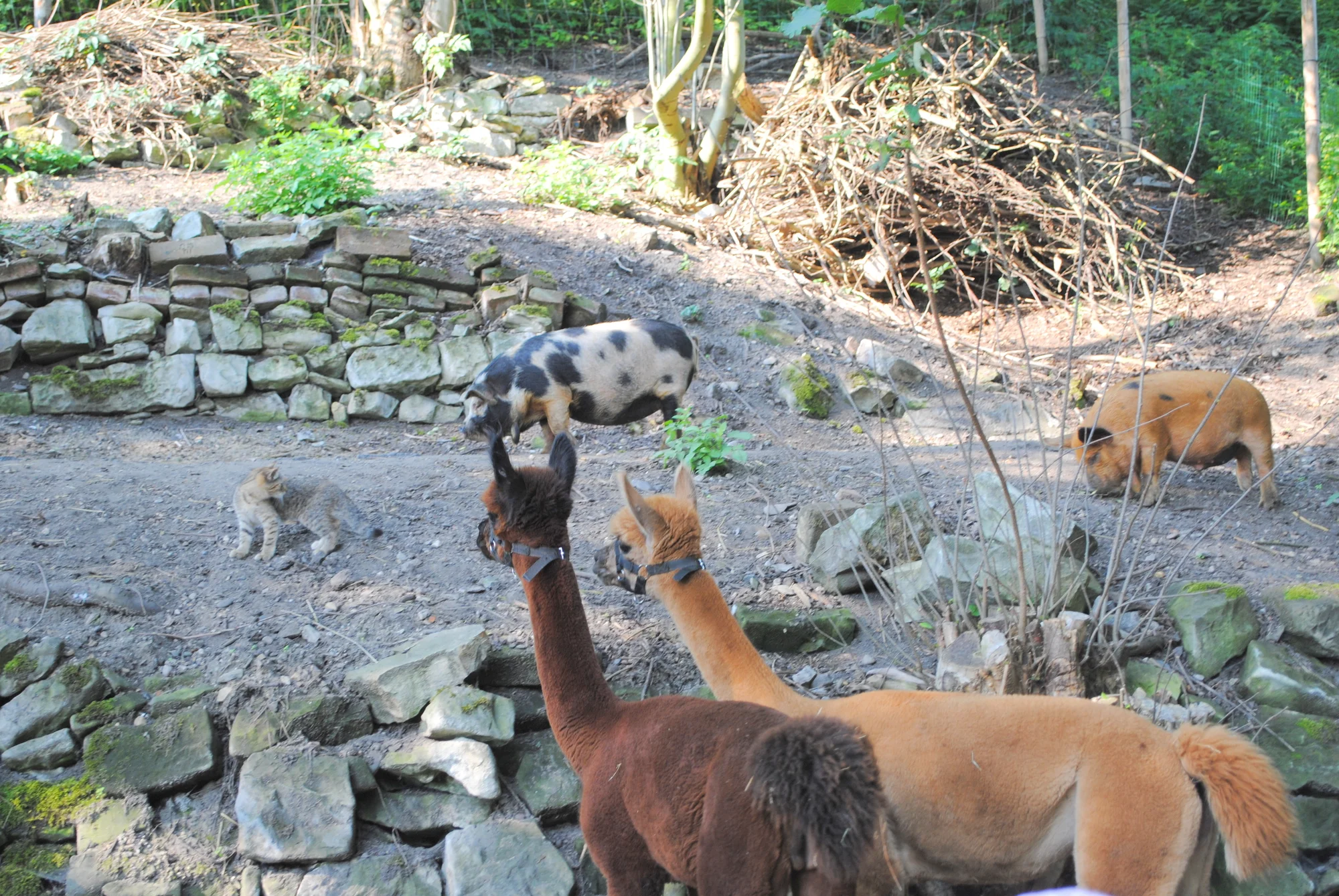 Privátní vstup do Mini zvěřince v Žatci pro rodinu a kbelíček s krmením