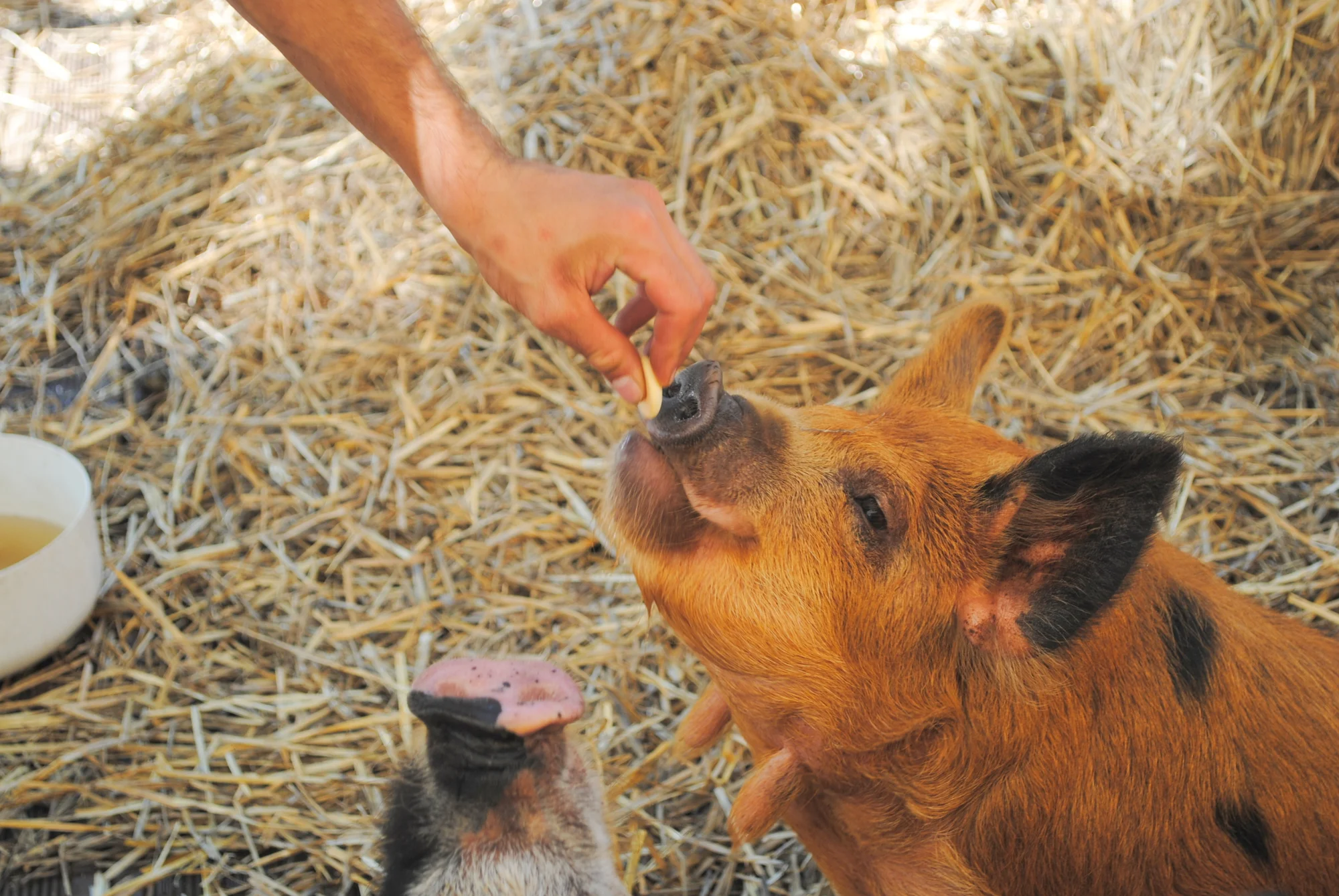 Privátní vstup do Mini zvěřince v Žatci pro rodinu a kbelíček s krmením