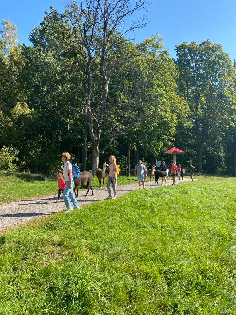 Lamatreking v Krkonoších pro 2 osoby: 1,5 či 3,5km okruh i krmení po návratu