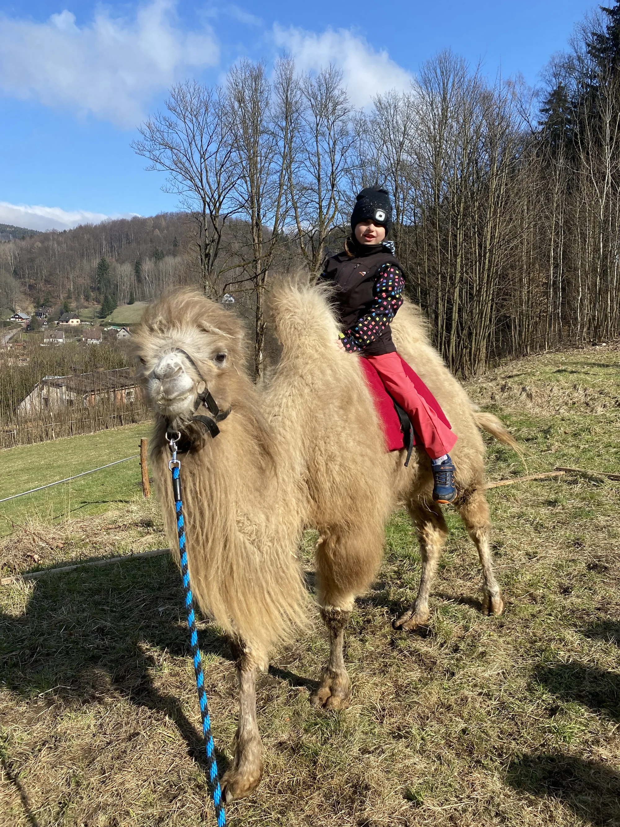 Ošetřovatelem velbloudů a lam ve dvou: procházka a krmení i práce ve stáji