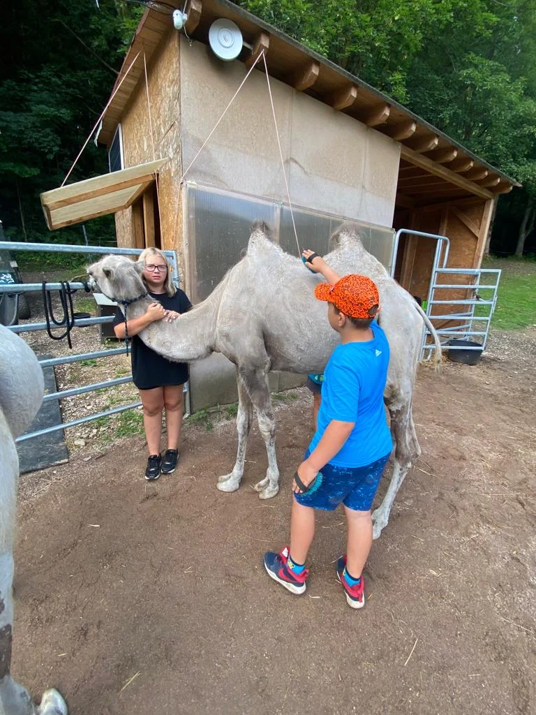 Ošetřovatelem velbloudů a lam ve dvou: procházka a krmení i práce ve stáji