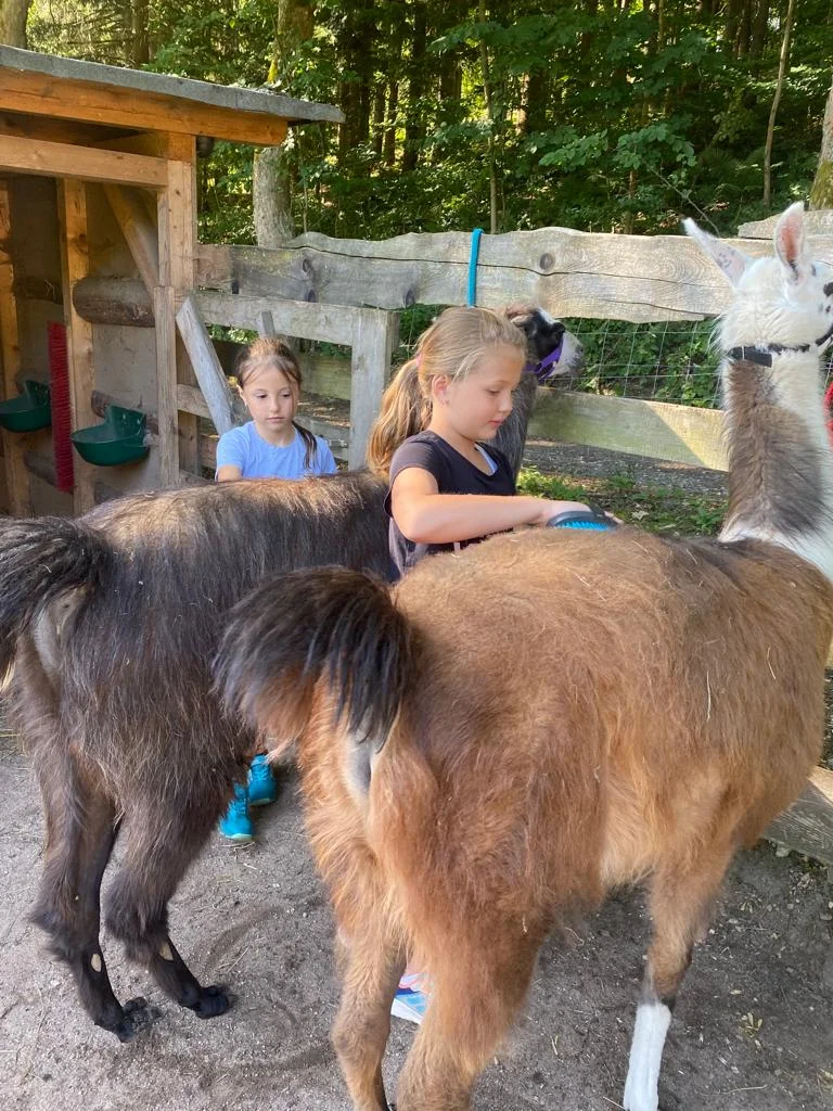 Ošetřovatelem velbloudů a lam ve dvou: procházka a krmení i práce ve stáji
