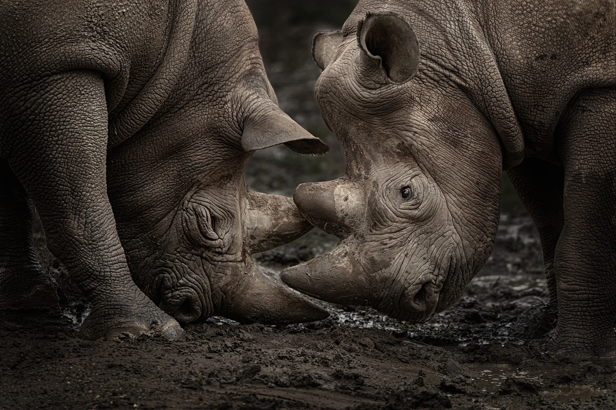 Fotografický prémium kurz v 5 různých zoo pro začátečníky i pokročilé